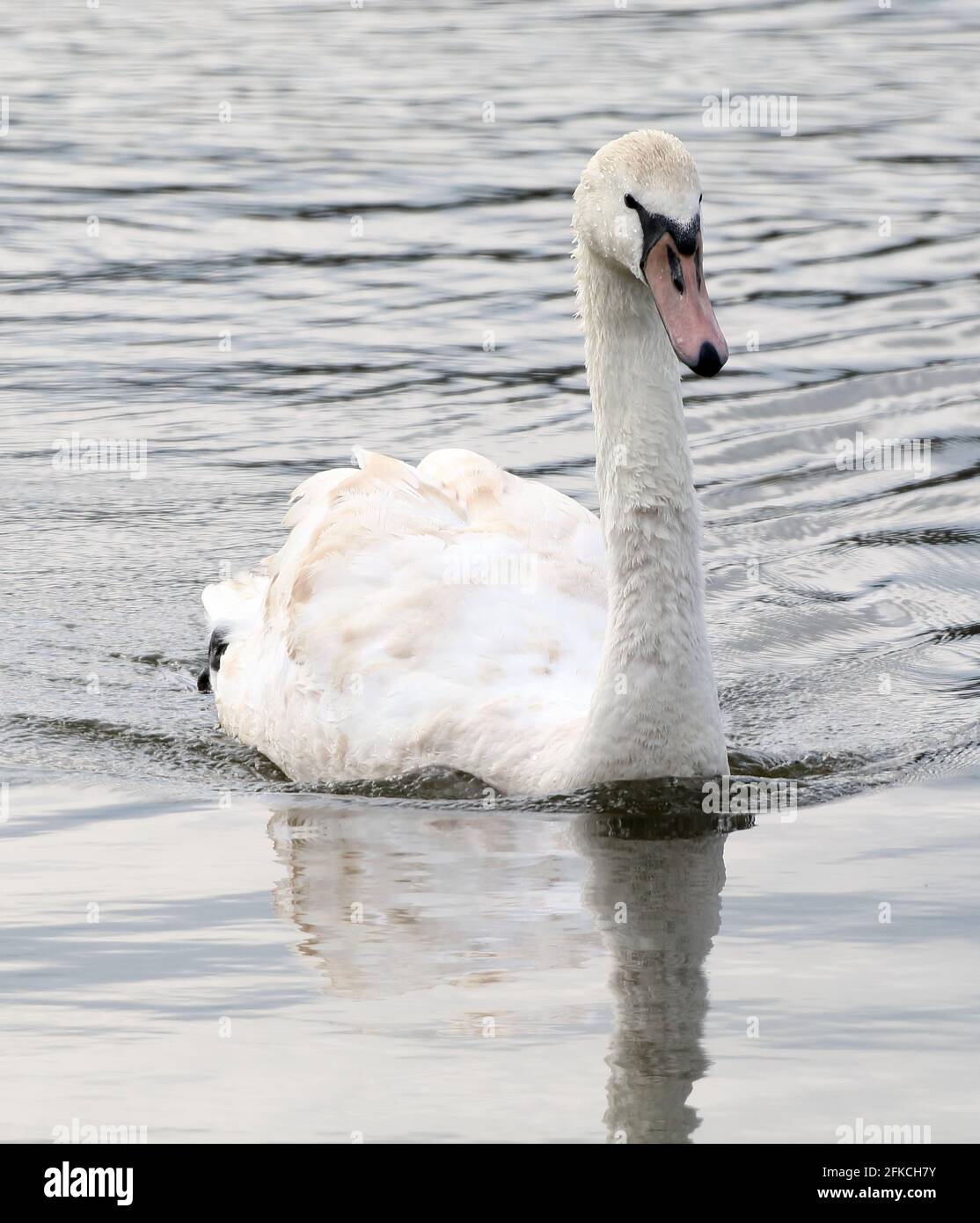 Fully grown wildlife hi-res stock photography and images - Alamy