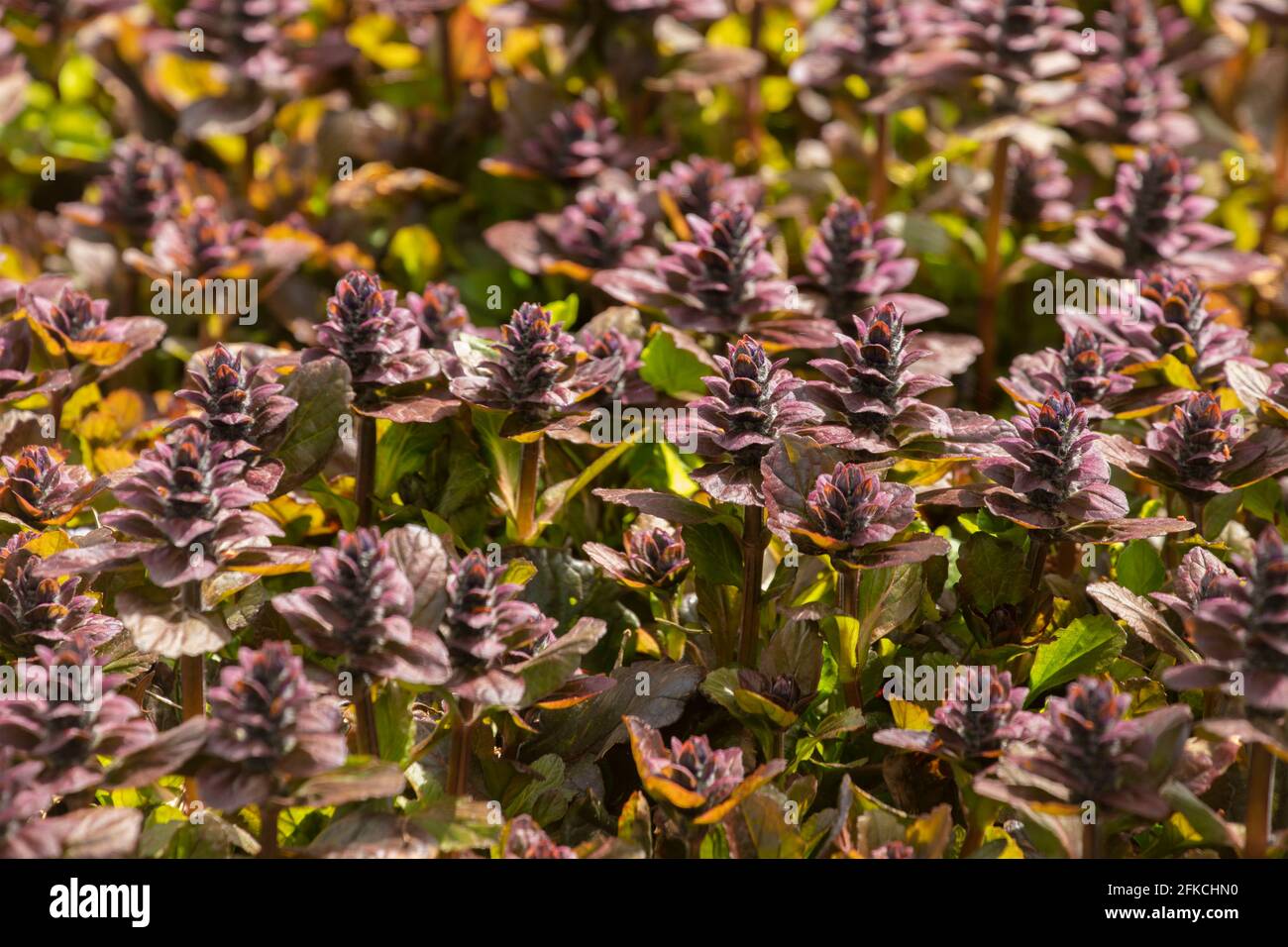 Ajuga Reptans ‘catlin’s giant’, bugle 'Catlin's Giant', Ajuga reptans 'Macrophylla in closeup