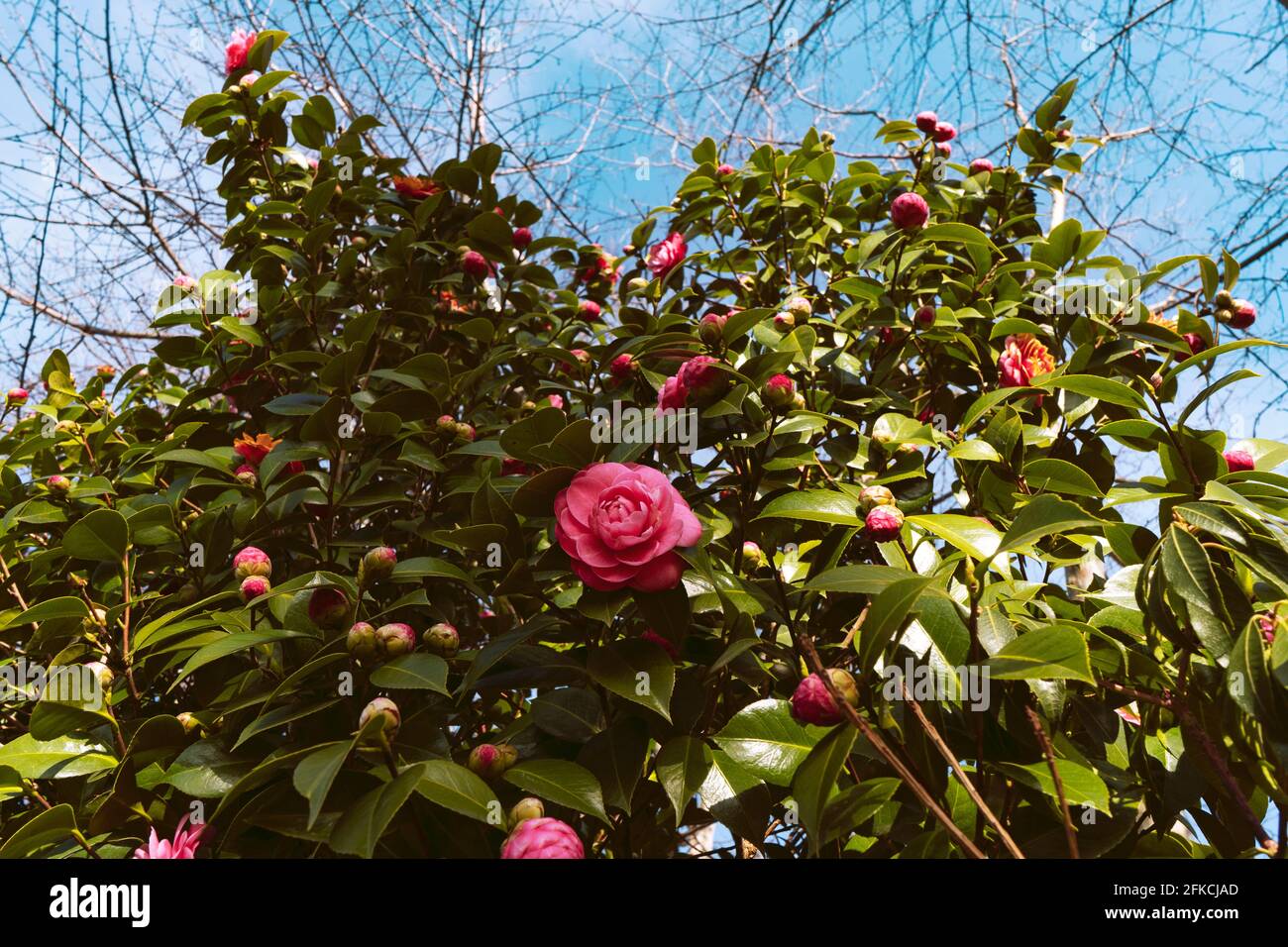 Beautiful camellia tree, pink camellias on it. Spring vibes. Stock Photo