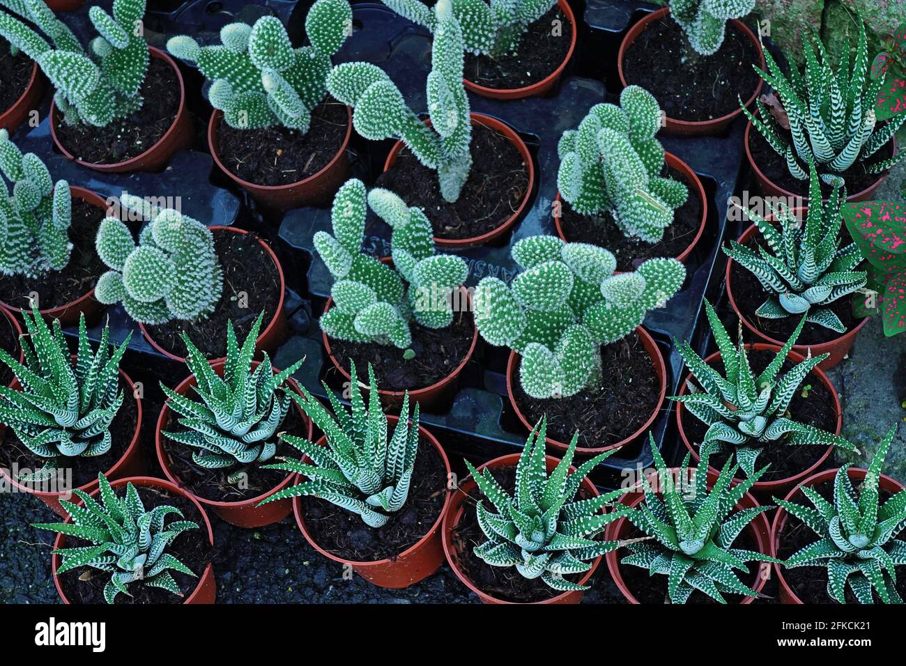topview alot of succulent plant 'Echeveria parva' (Crassulaceae family) ,cactus in pot at garden for sale. Stock Photo