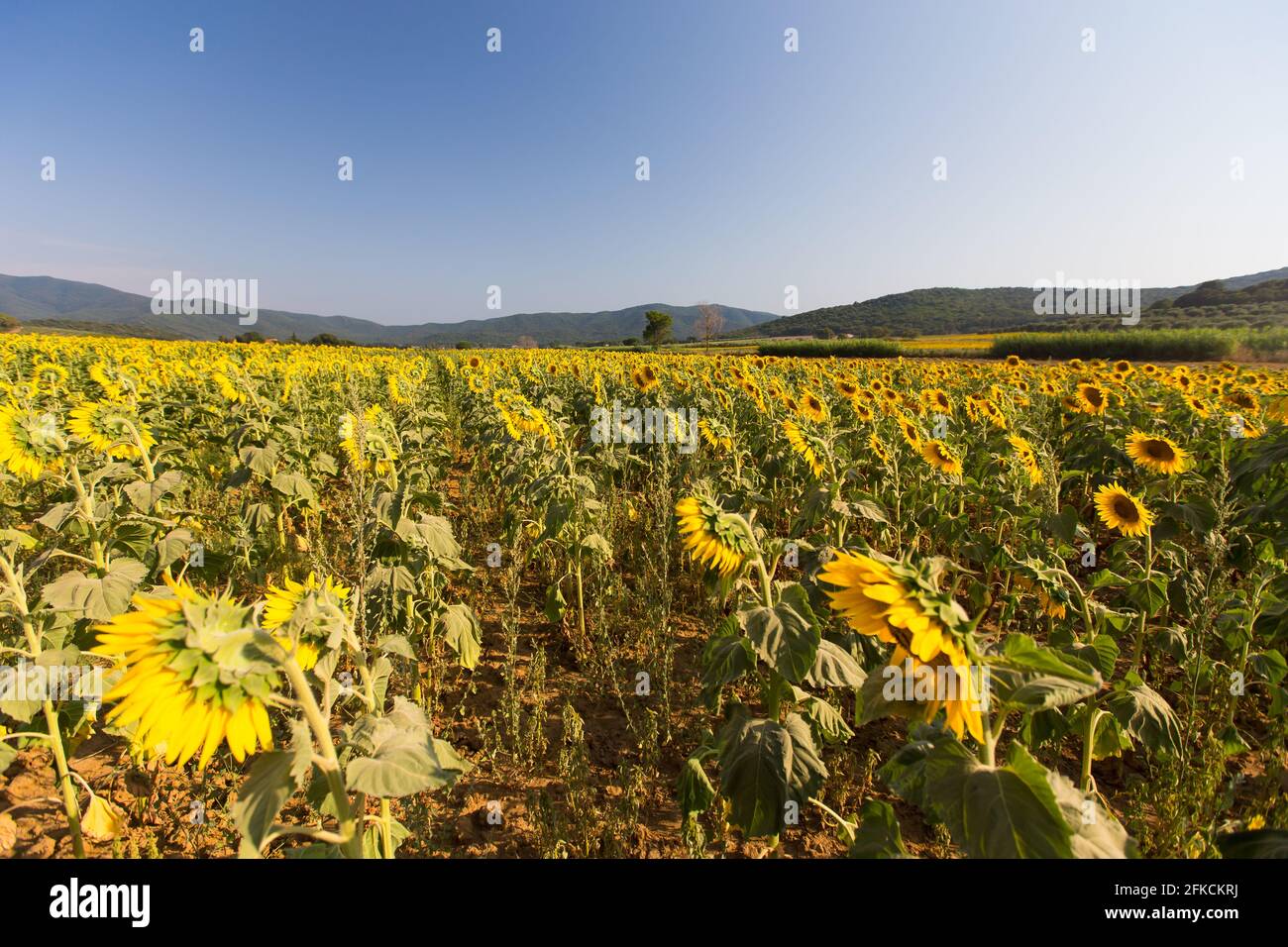 Sunflower fields in Tuscany, Italy Stock Photo - Alamy