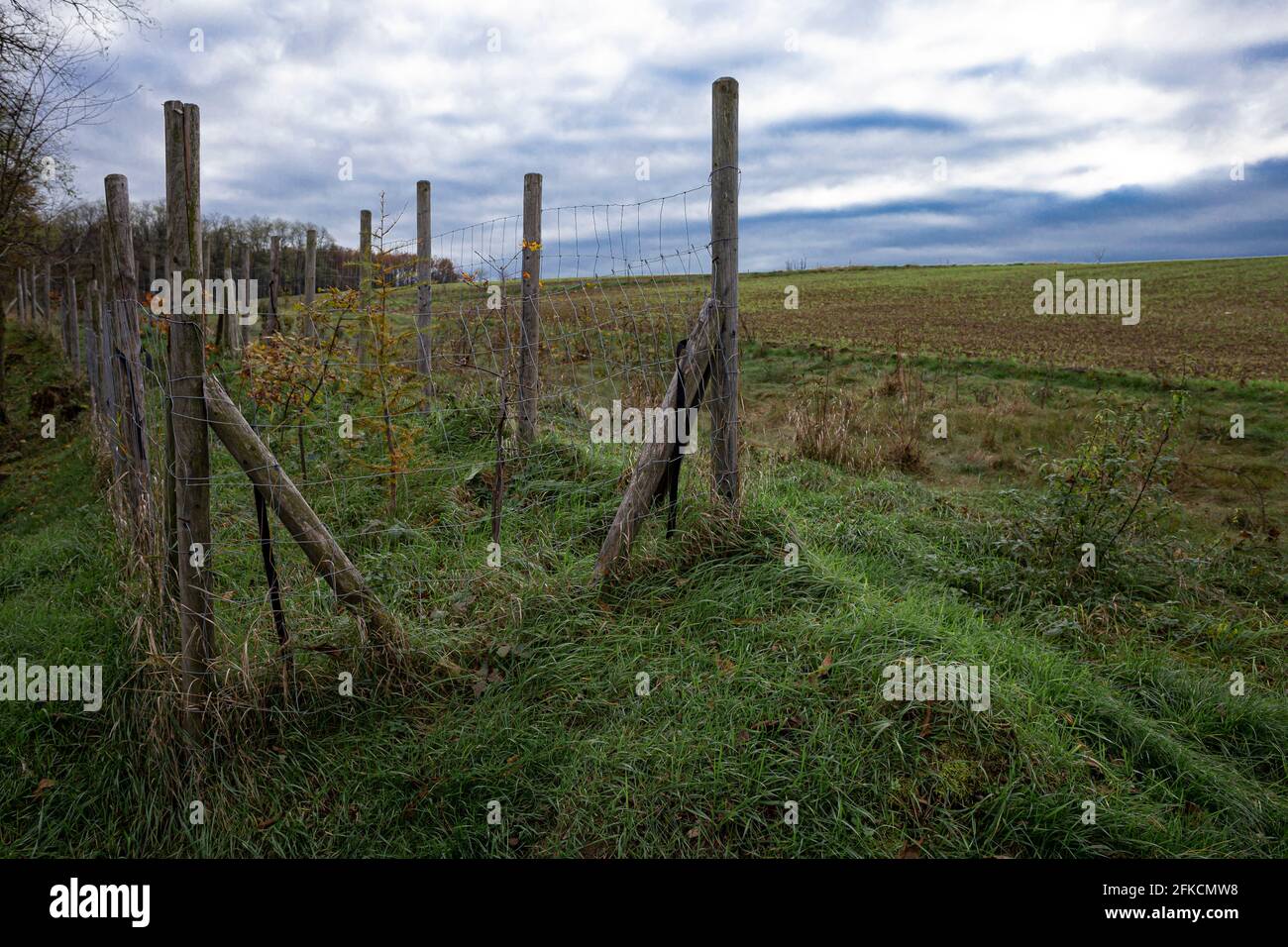 Fence around an orchard with young trees on meadow Stock Photo - Alamy
