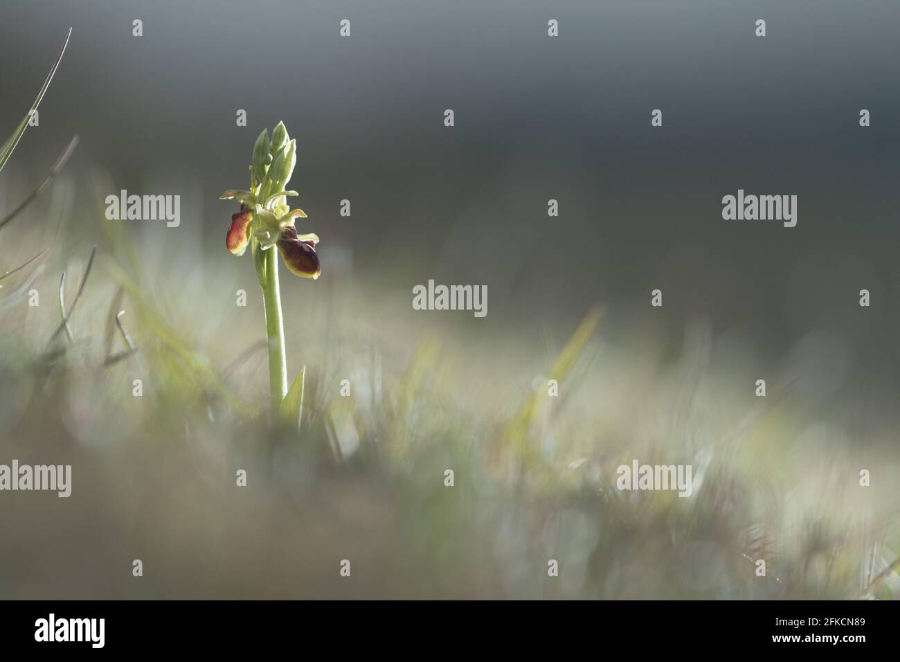 Early spider orchid (Ophrys sphegodes) on the South Downs. East Sussex, UK. Stock Photo