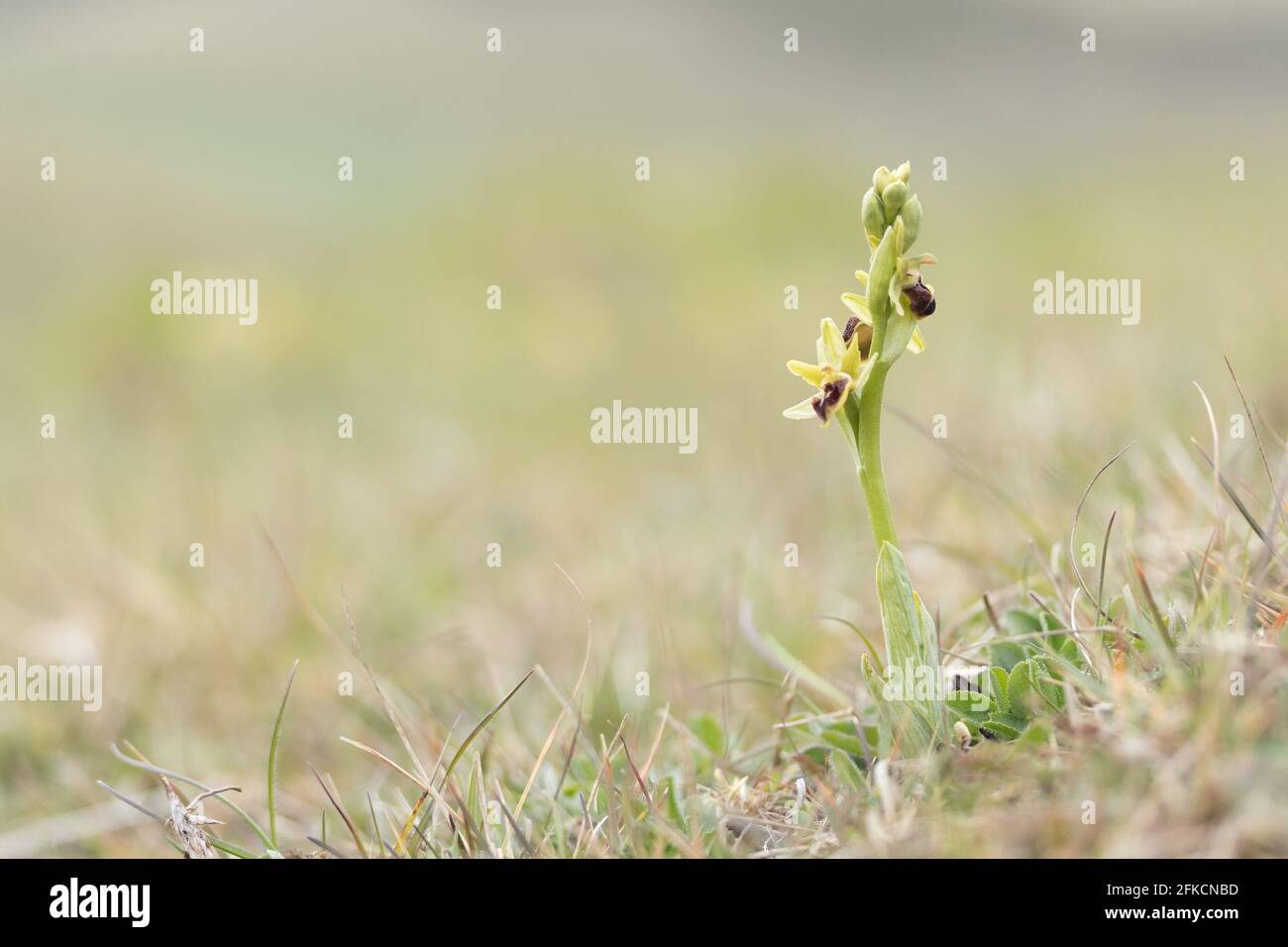 Early spider orchid (Ophrys sphegodes) on the South Downs. East Sussex, UK. Stock Photo