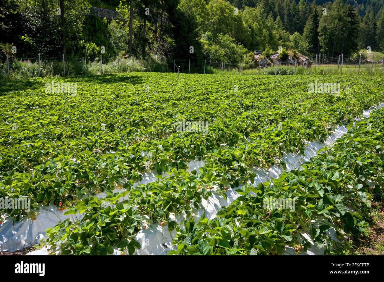 Cultivation of strawberries  in Martello Valley (Martelltal), Bolzano, Trentino-Alto Adige, Italy Stock Photo