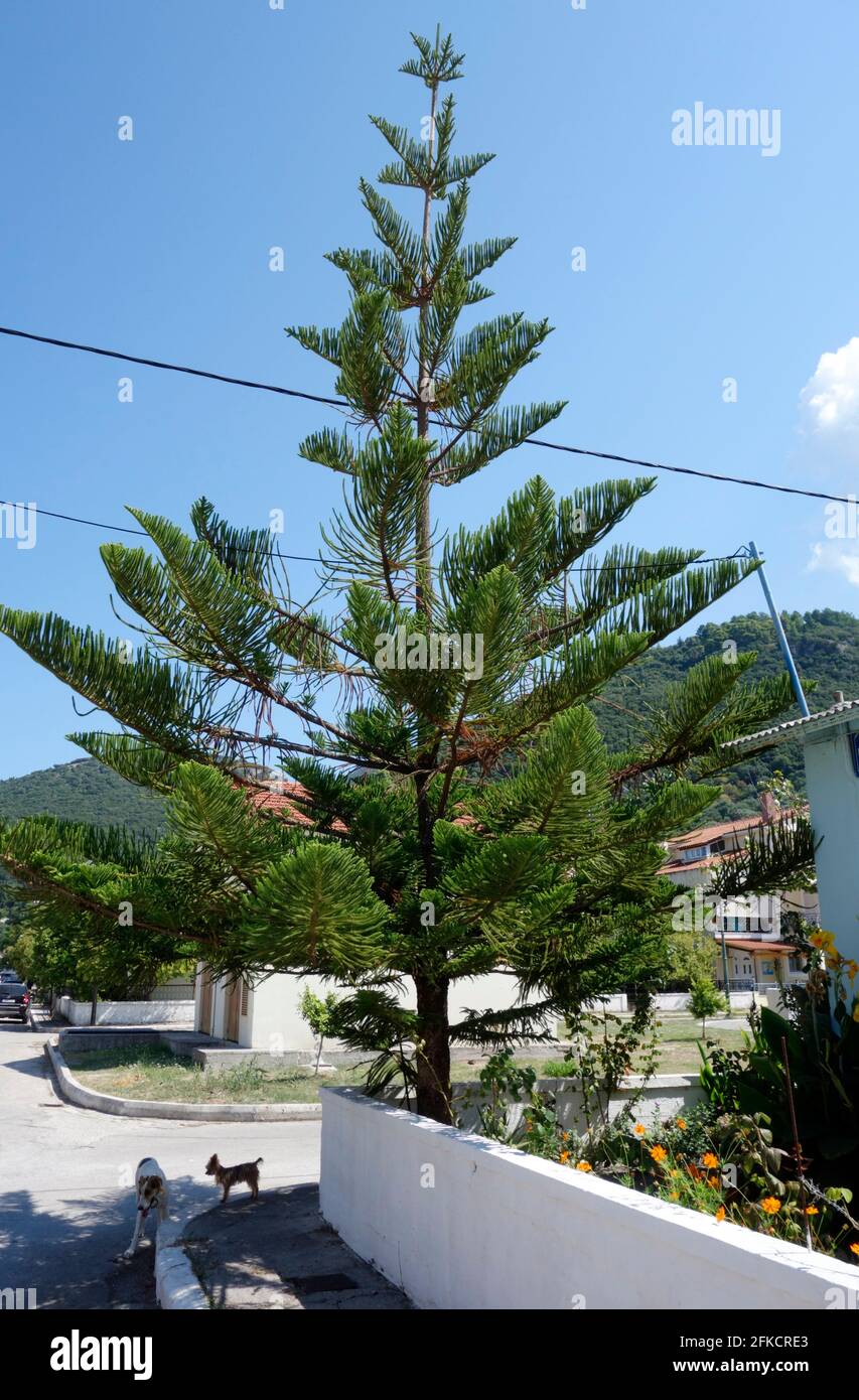 A Norfolk Island Pine Growing In A Garden In Sami On The Island Of Kefalonia Stock Photo Alamy