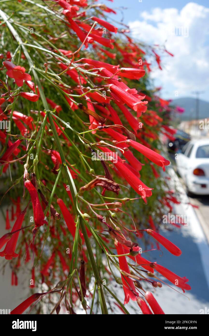 The red tubular flowers of the Coral plant (Russelia equisetiformis) Stock Photo