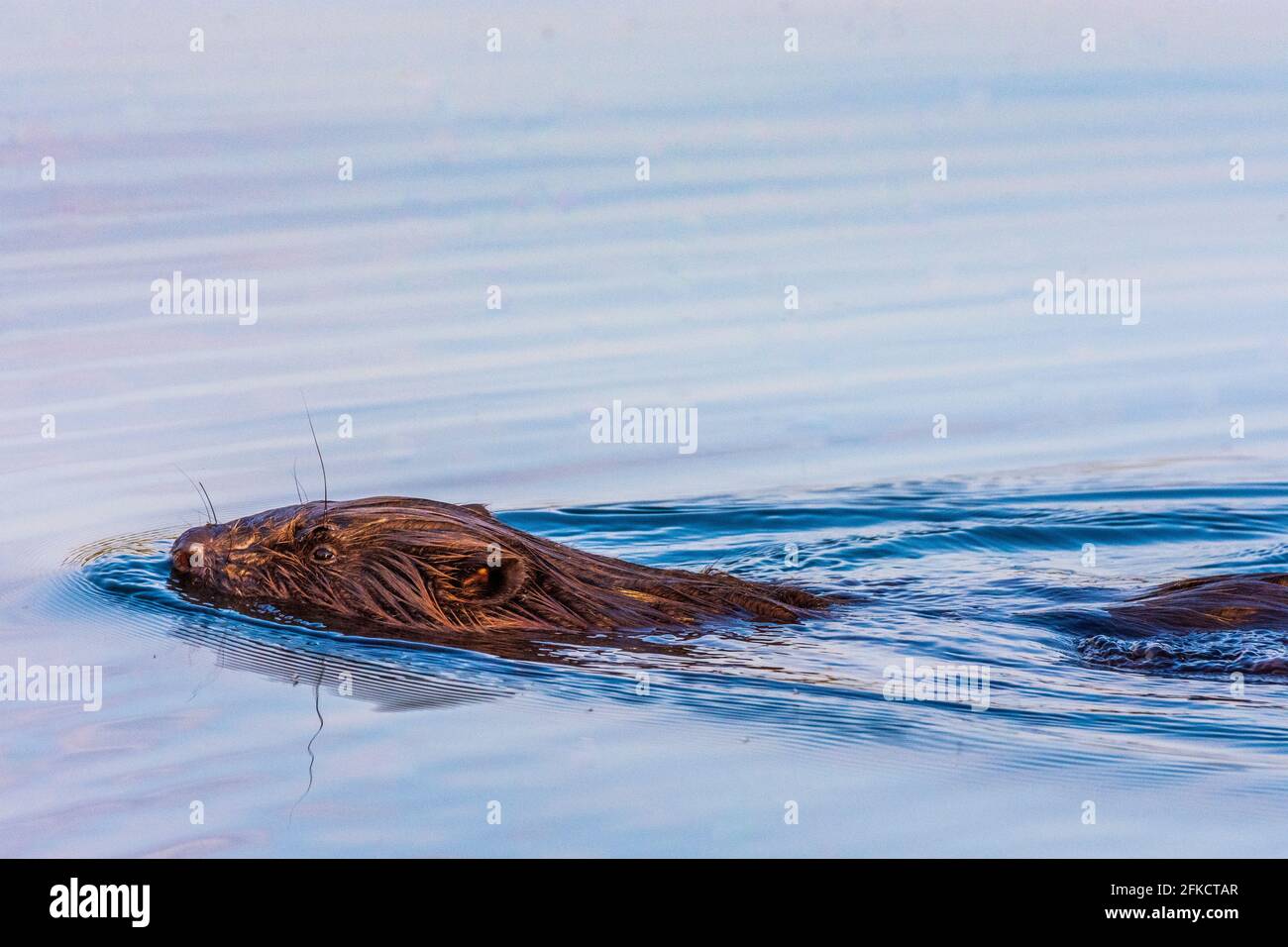 Wien, Vienna: Eurasian beaver or European beaver (Castor fiber) swimming in river Neue Donau (New Danube) in 22. Donaustadt, Wien, Austria Stock Photo