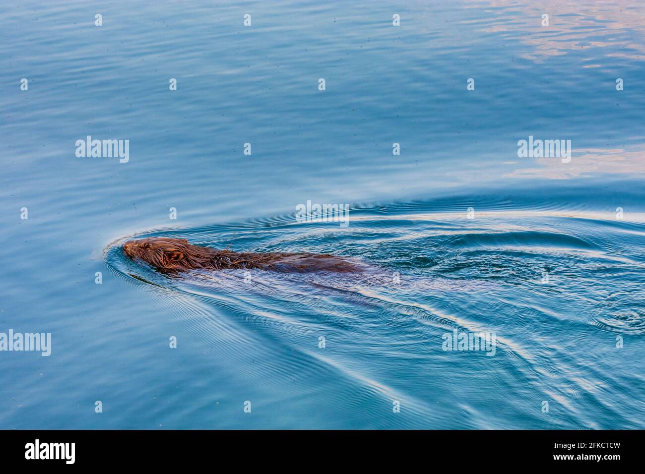 Wien, Vienna: Eurasian beaver or European beaver (Castor fiber) swimming in river Neue Donau (New Danube) in 22. Donaustadt, Wien, Austria Stock Photo