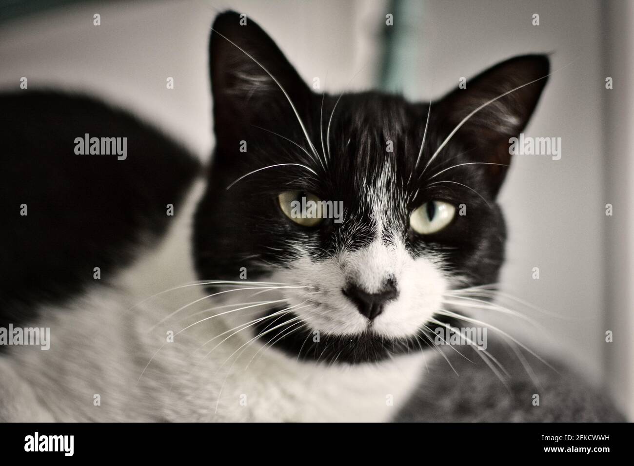 Black and white cat posing on a chair Stock Photo - Alamy