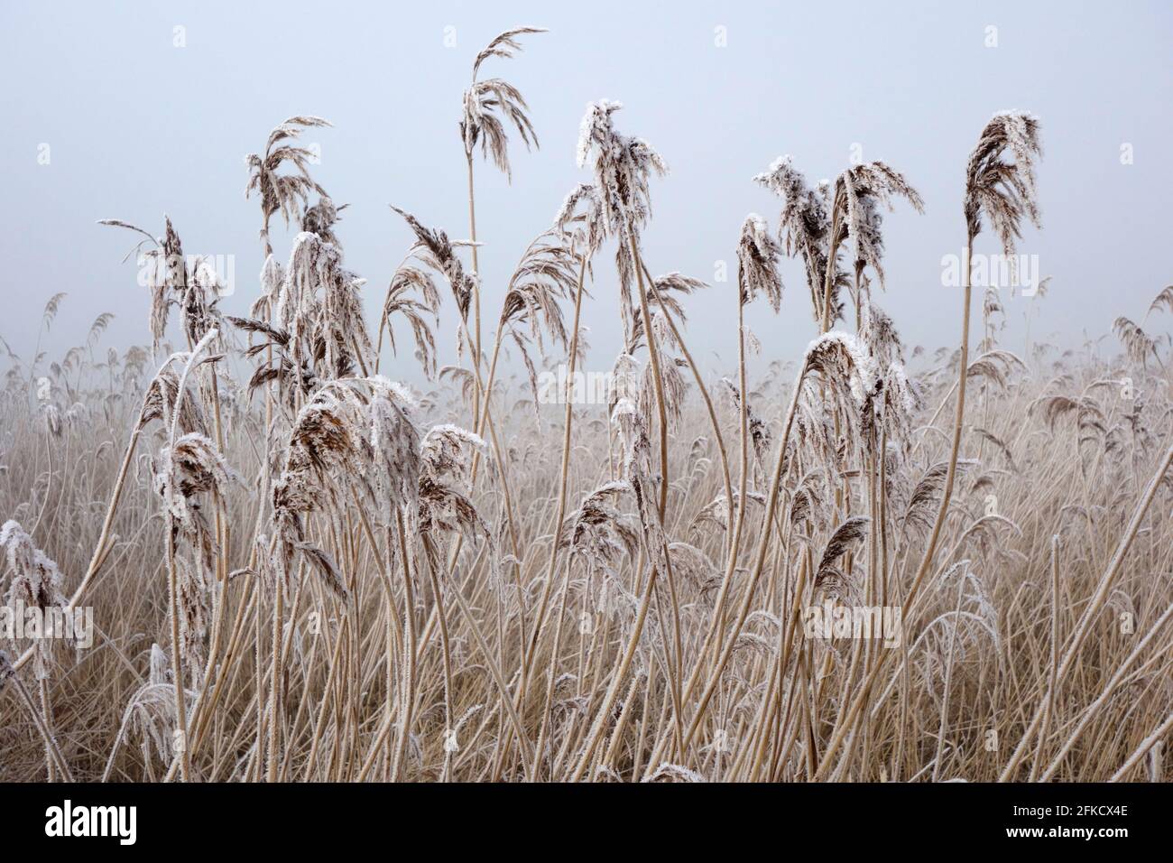 Reed bed on a frosty, foggy morning Stock Photo