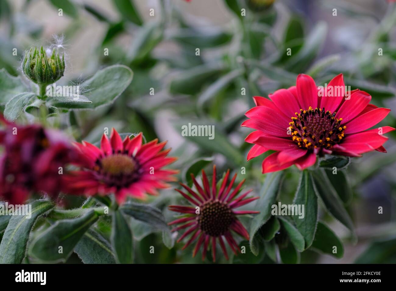 Close up of a red osteospermum flower, also known as African Daisy Stock Photo