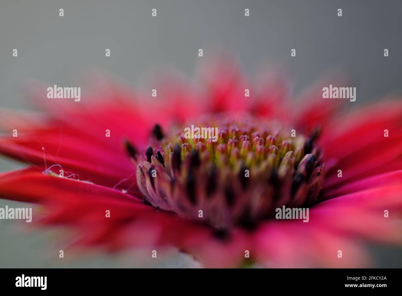 Close up of a red osteospermum flower, also known as African Daisy Stock Photo
