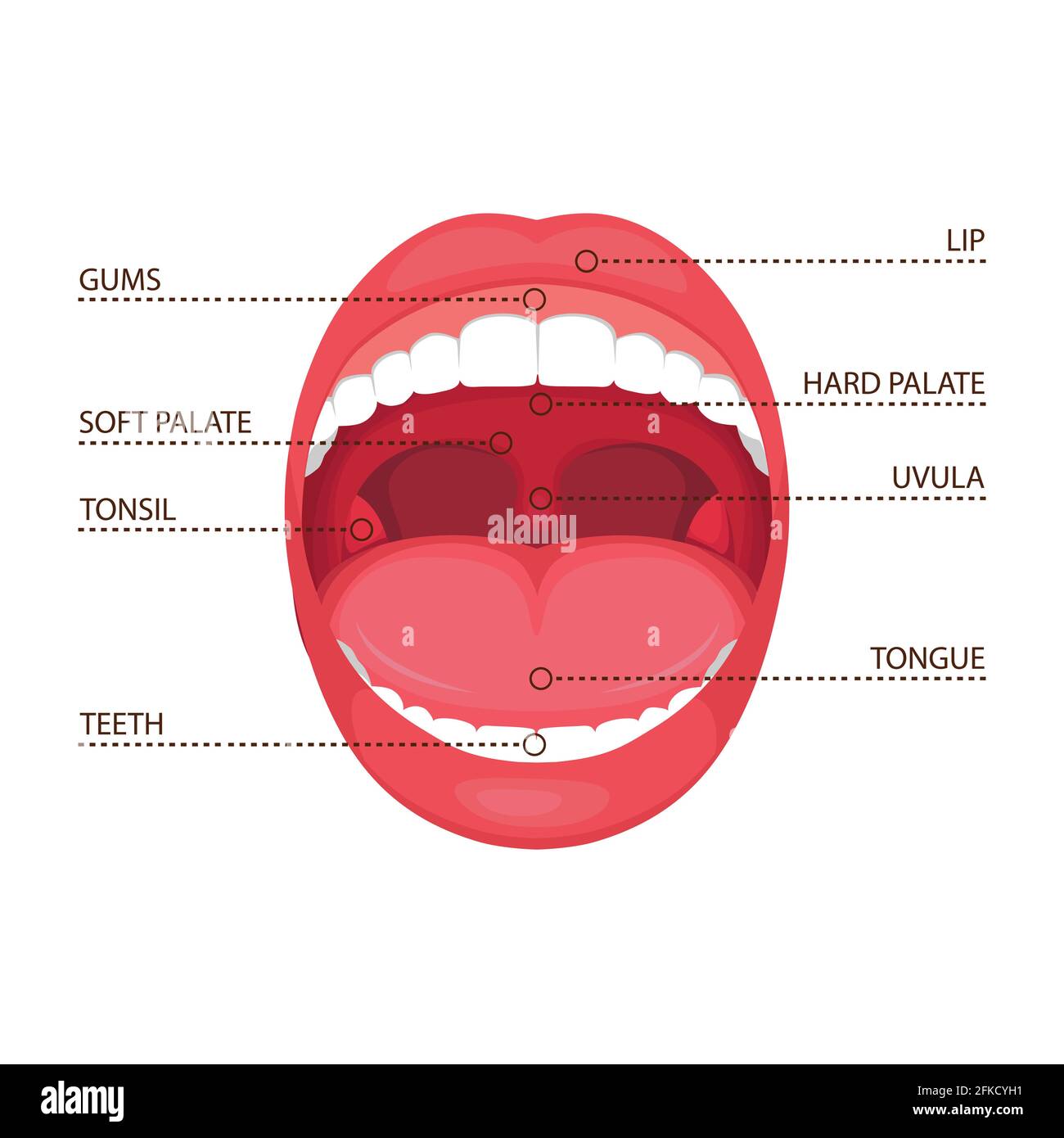 vector illustration of a anatomy human open mouth. medical diagram Stock Vector