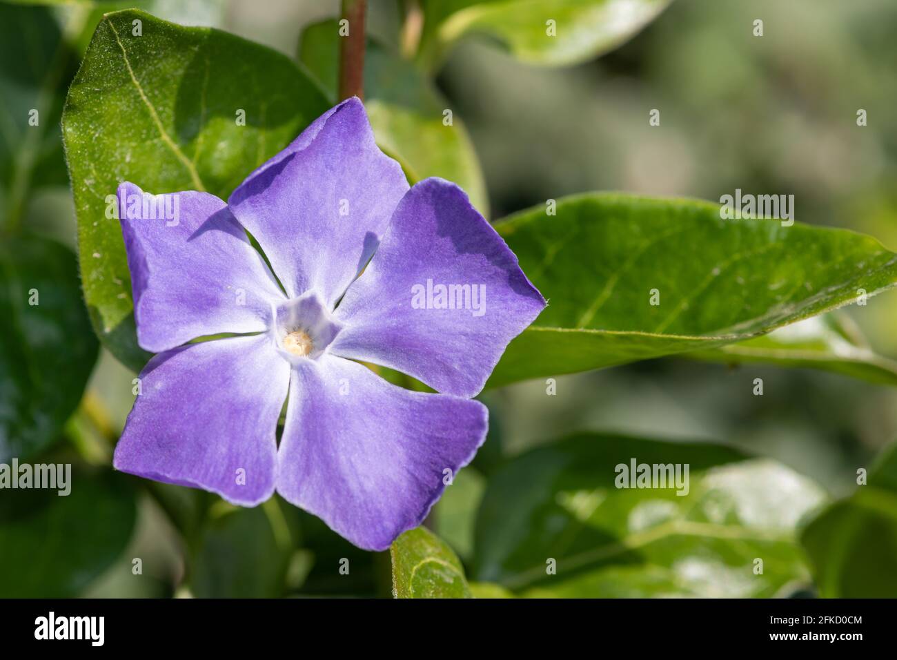 Vinca major vine hires stock photography and images Alamy