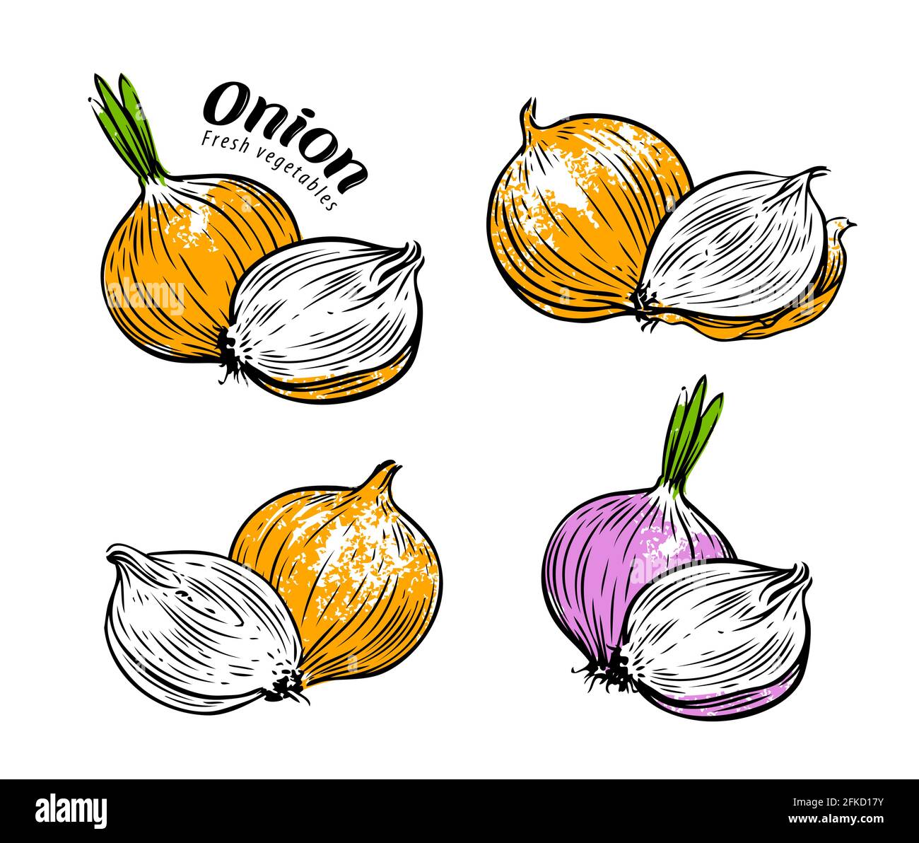 Vegetables set. Whole onion and cross section. Vector illustration isolated on white Stock Vector