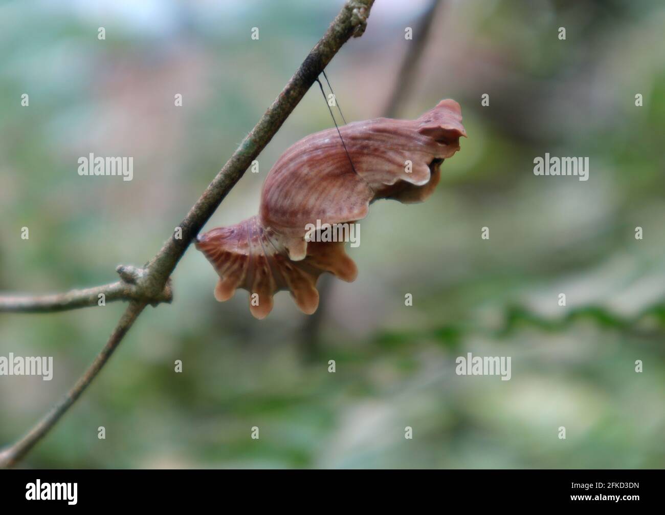 Close up of a Ceylon rose butterfly's brown color wired shape cocoon on a tree branch with the branch Stock Photo