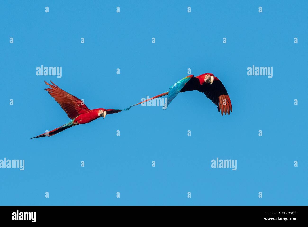 Brazil, Mato Grosso Do Sul, Jardim, Scarlet macaws flying Stock Photo