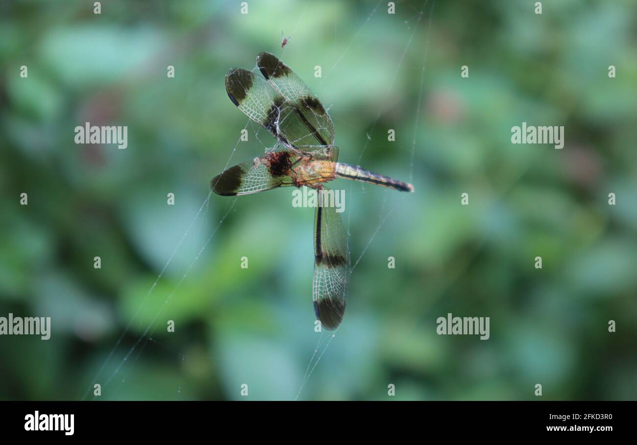 Close up of a dead golden yellow color skimmer dragonfly hanging on a spider web Stock Photo