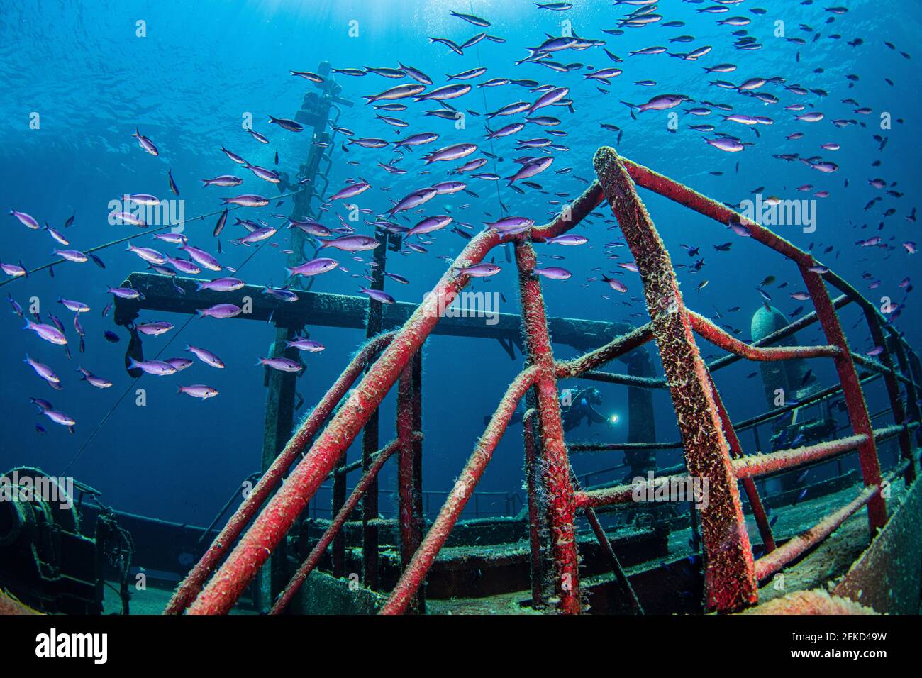 The Bahamas, Nassau, Underwater view of fish swimming around shipwreck Stock Photo