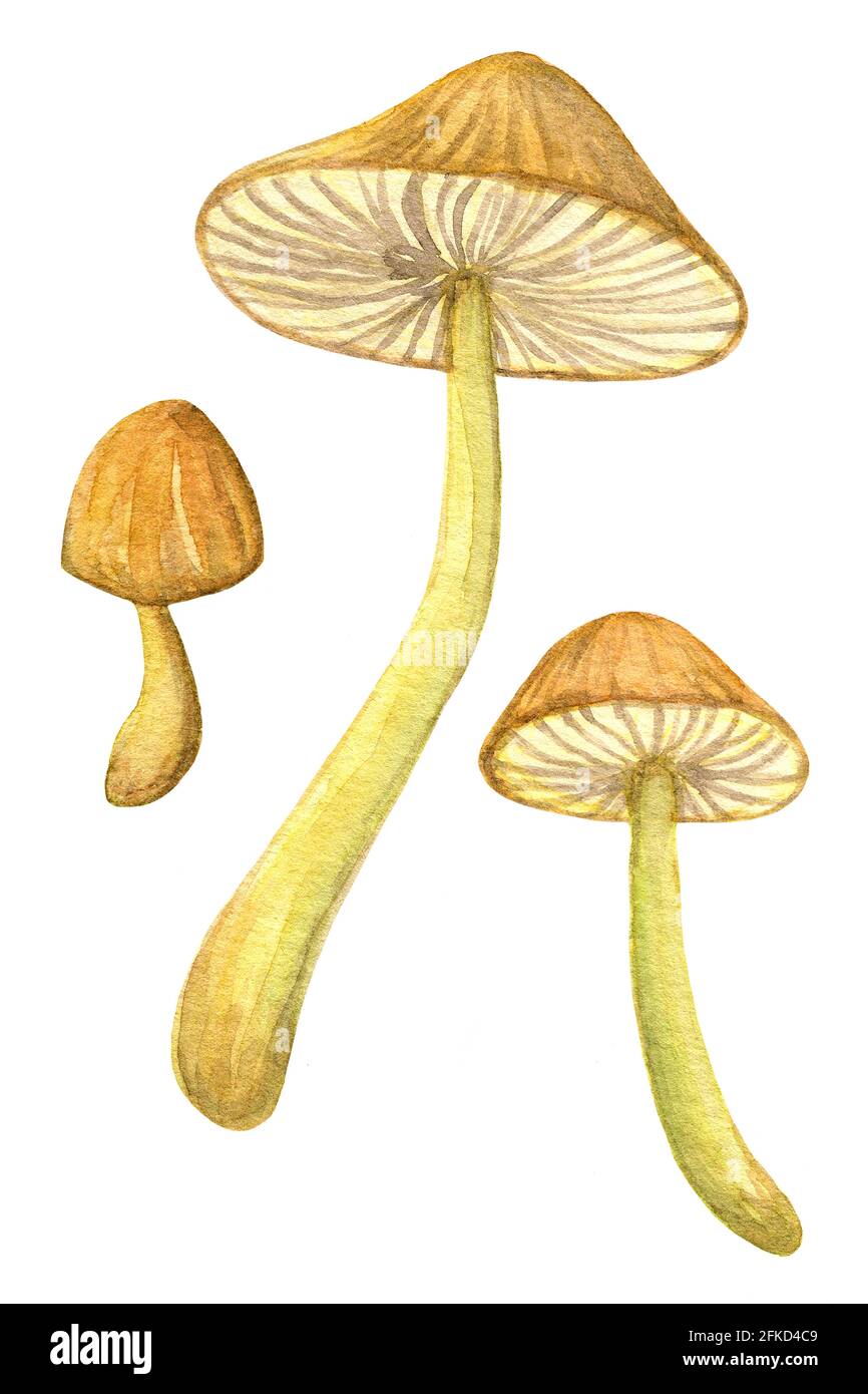 Toadstool watercolor set. Three separate yellow mushrooms. Stock Photo