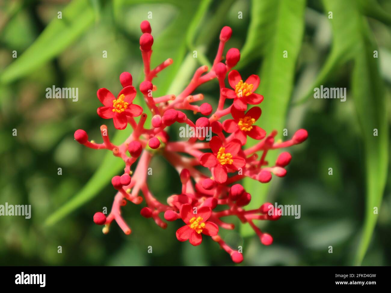 Tiny red flowers hi-res photography and images - Alamy
