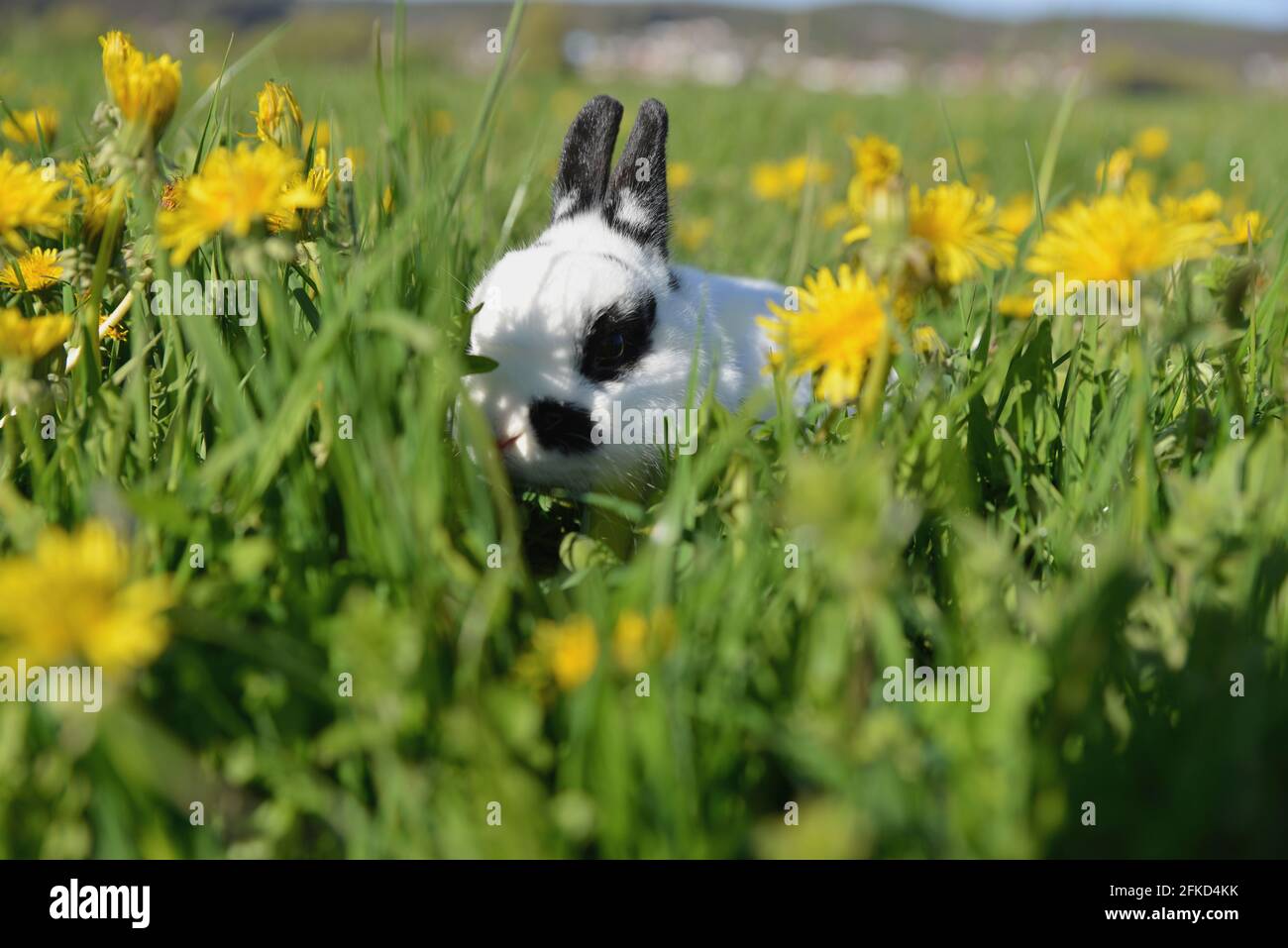 Plump rabbit hi-res stock photography and images - Alamy