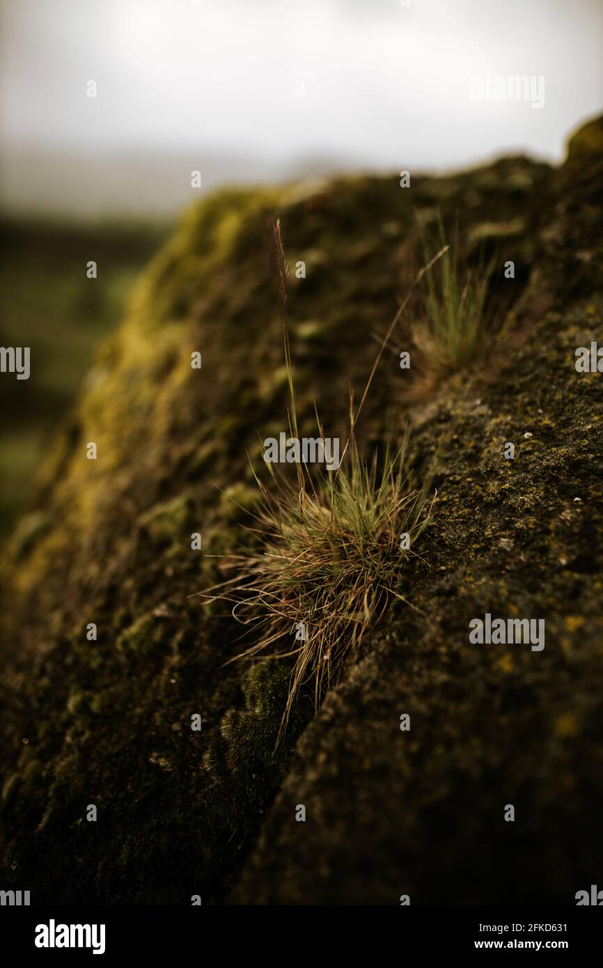 Beautiful green moss on the rock. Close up of natural creatures, moss ...
