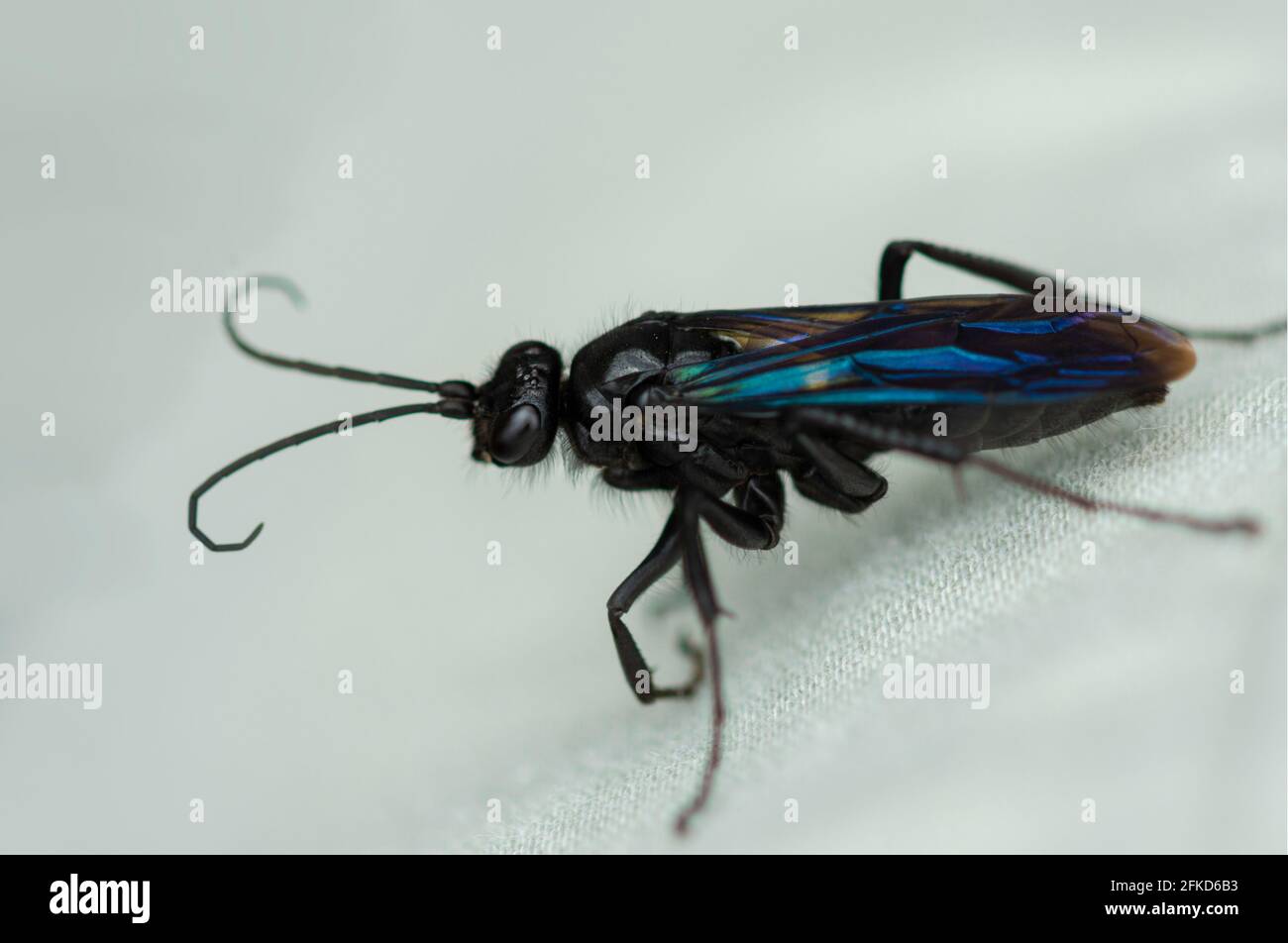 Macro of a Spider hunting wasp - Priocnemis monachus, a large spider wasp from New Zealand where it is known as the 'black hunting wasp'. Stock Photo