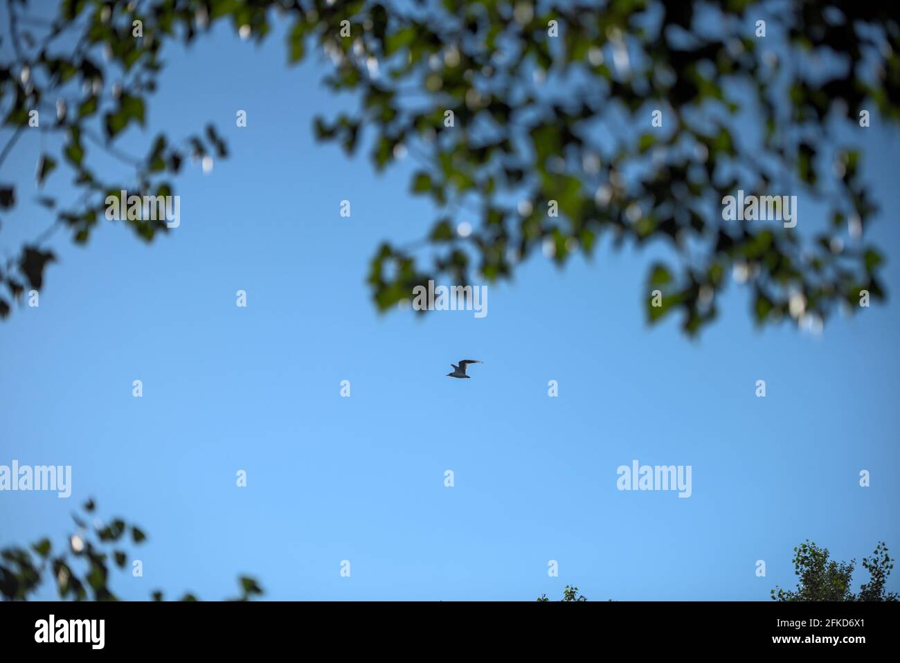 alleine fliegende Möwe grüne Bäume Baum blauer Himmel ohne Wolken Stock Photo