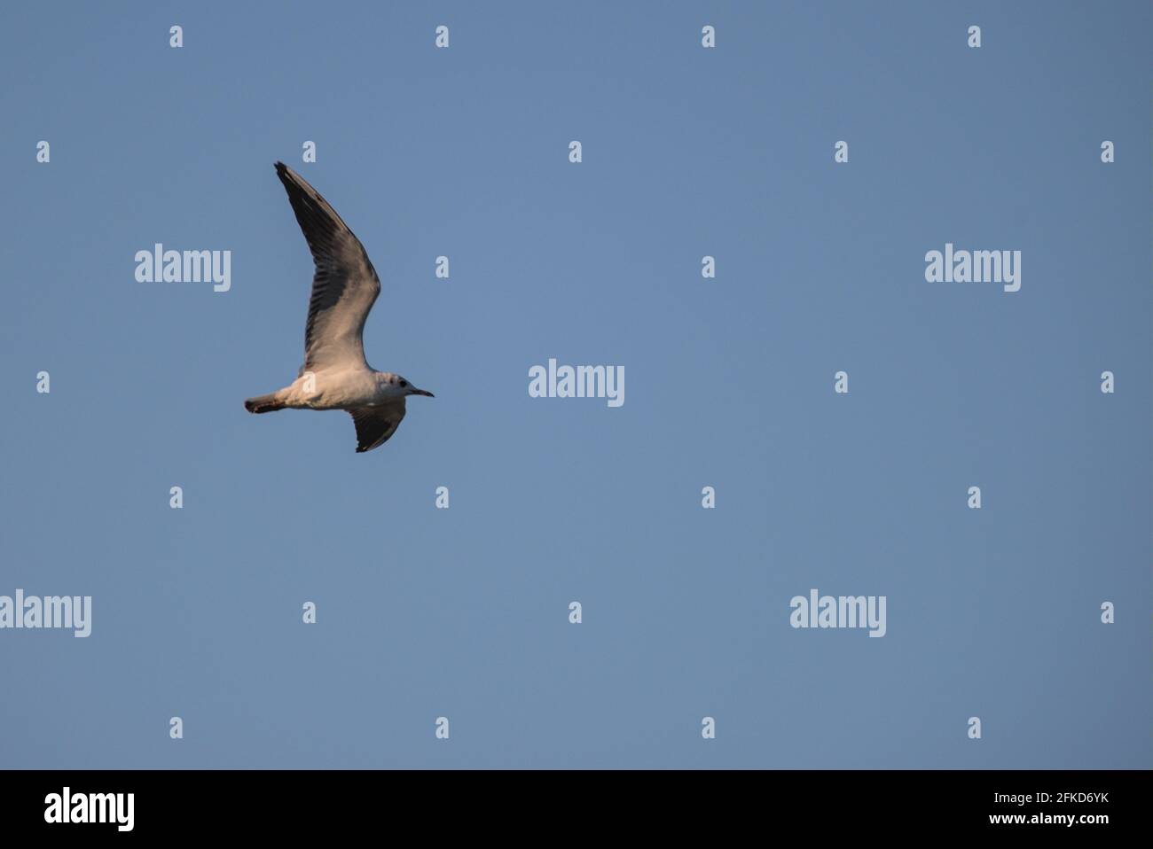 Sonne warmes Licht Möwe alleine fliegend Flügel schlagend weg fort Himmel blau seitlich Stock Photo