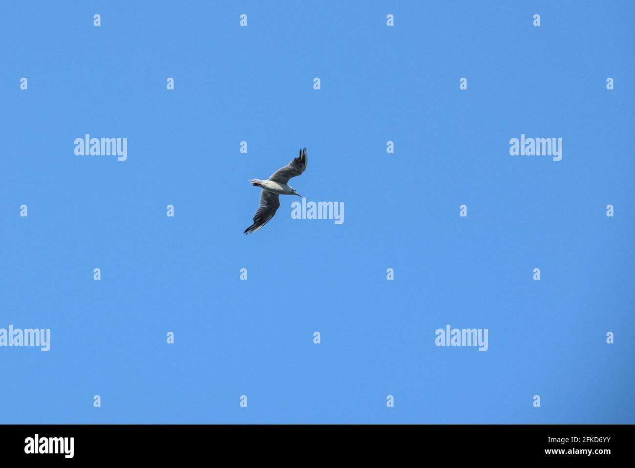 Sonne warmes Licht Möwe alleine fliegend Flügel schlagend weg fort Himmel blau längs Seite seitlich von unten Stock Photo