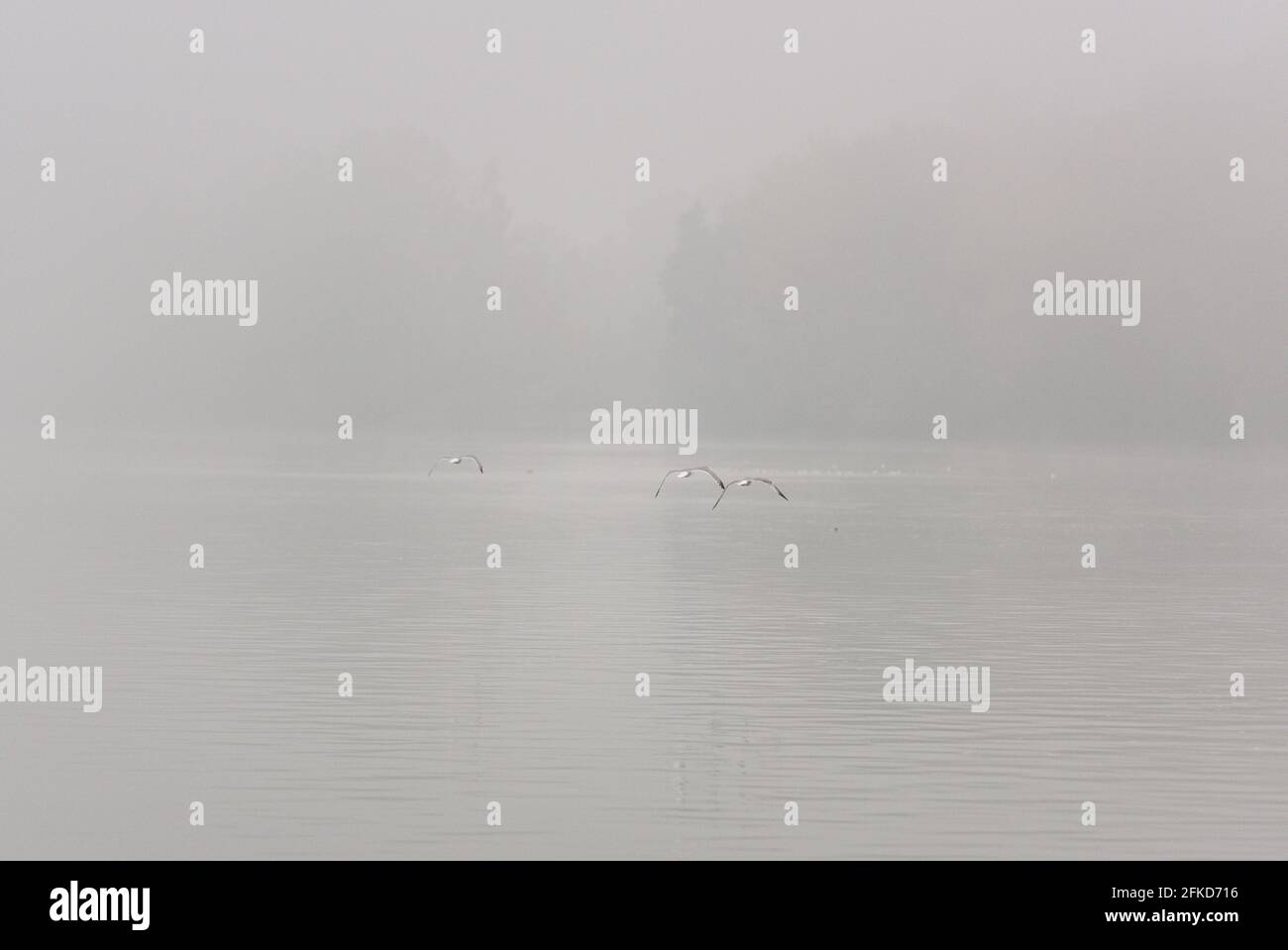 Nebel wenig Sicht Möwe fliegend Flügel schlagend weg fort grau längs Seite seitlich Verfolgung knapp über Wasser von hinten Stock Photo