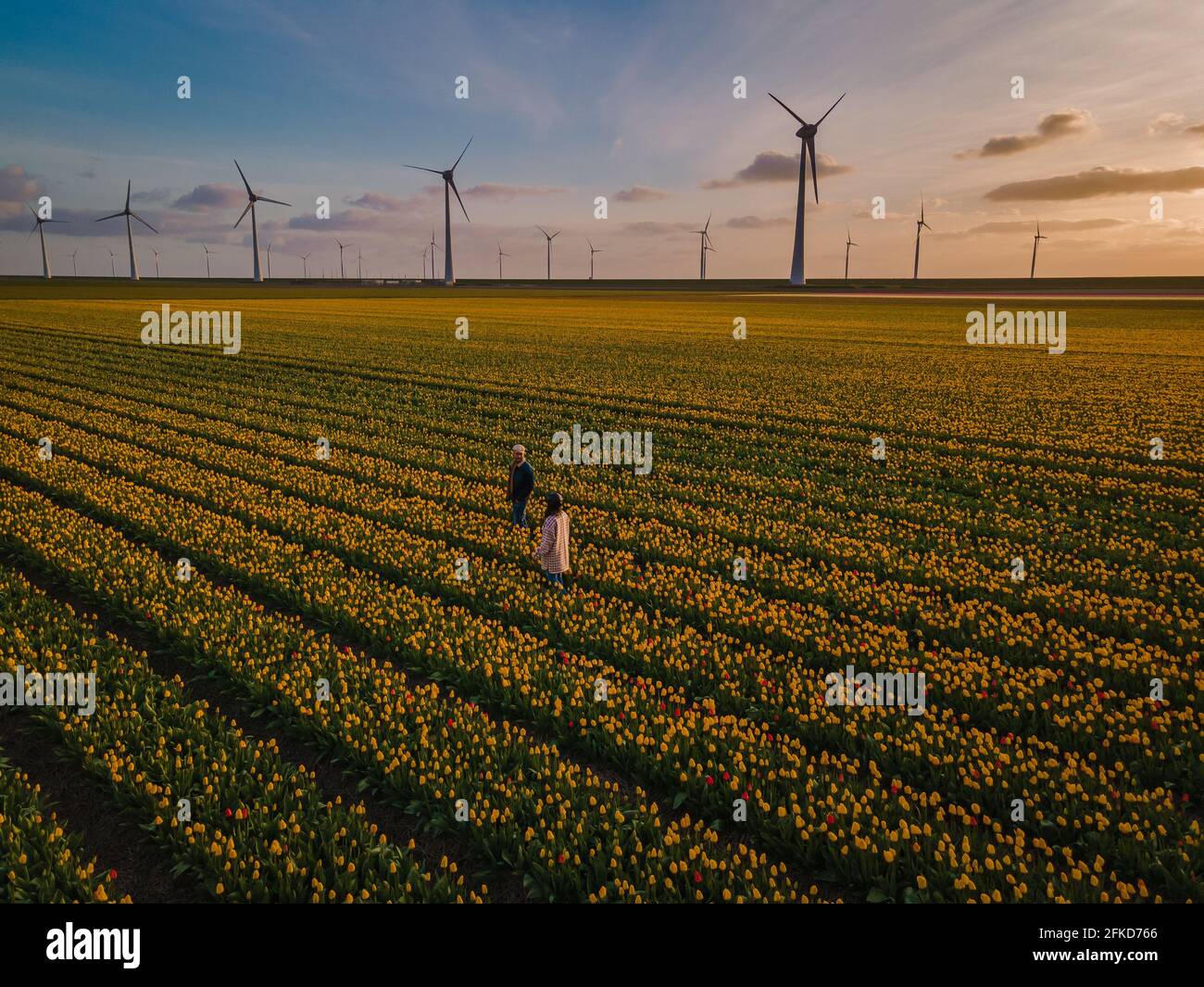 Aerial view of bulb-fields in springtime, colorful tulip fields in the ...