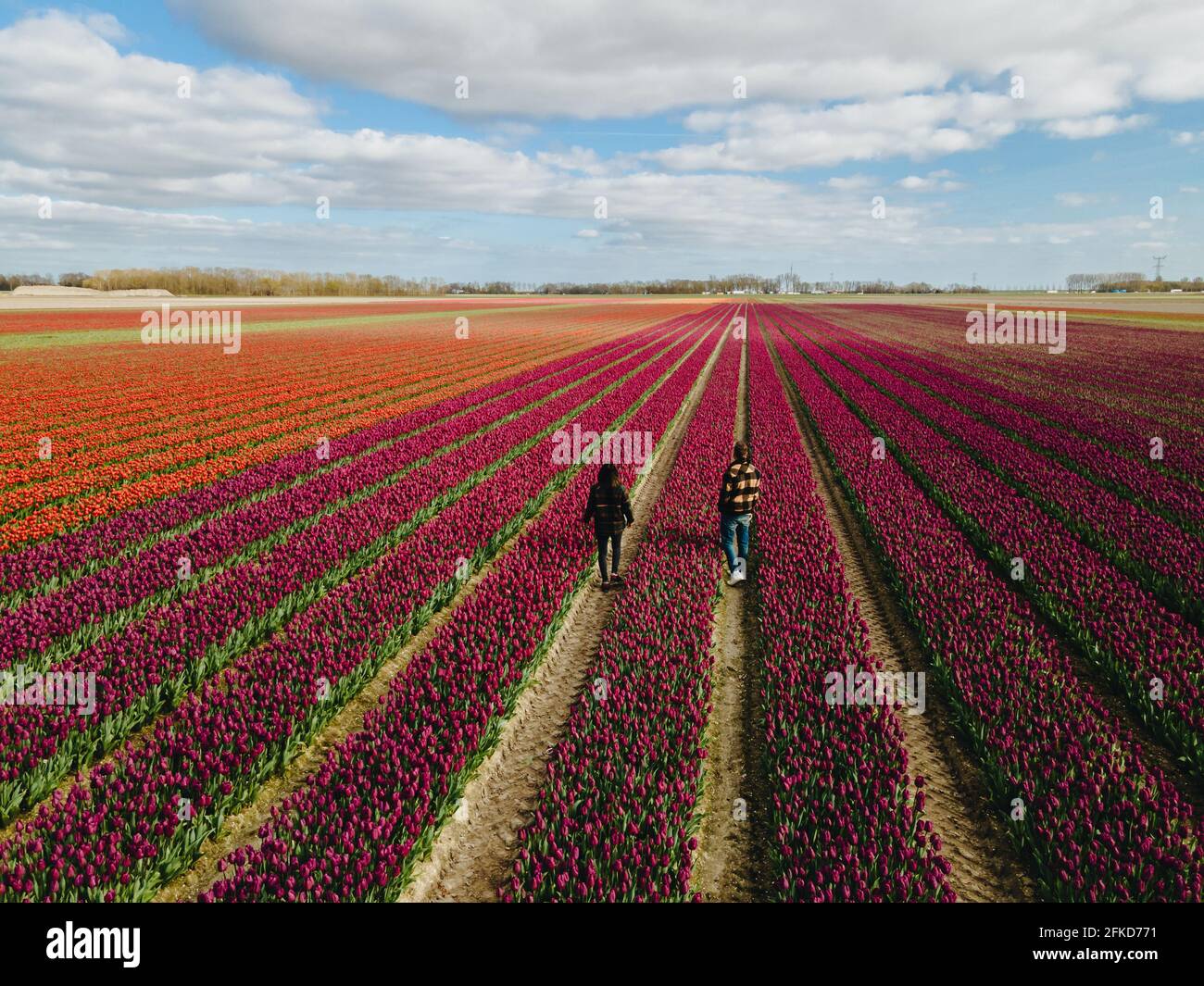 Aerial view of bulb-fields in springtime, colorful tulip fields in the ...