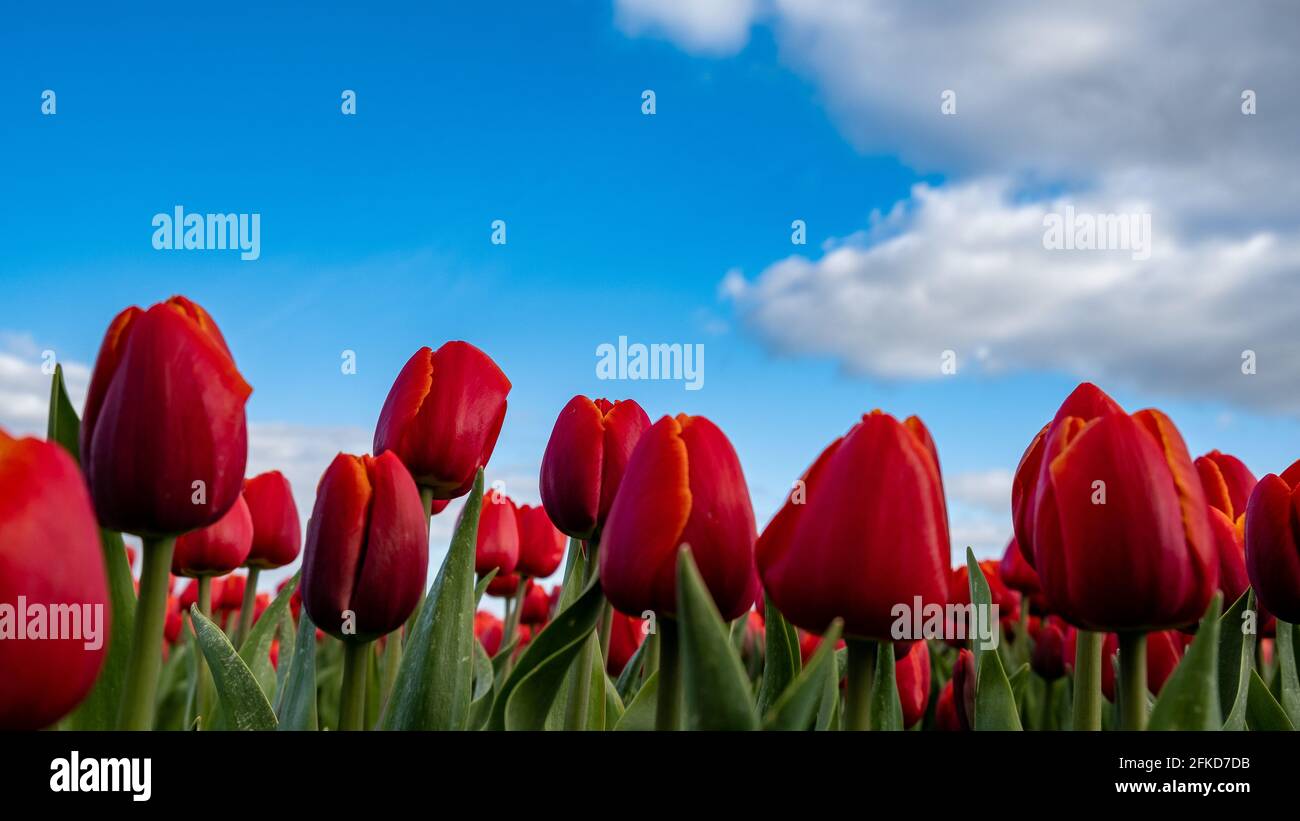 Aerial view of bulb-fields in springtime, colorful tulip fields in the ...