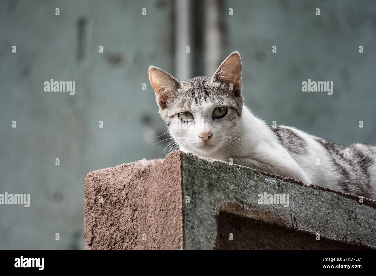 An attractive cat Stock Photo