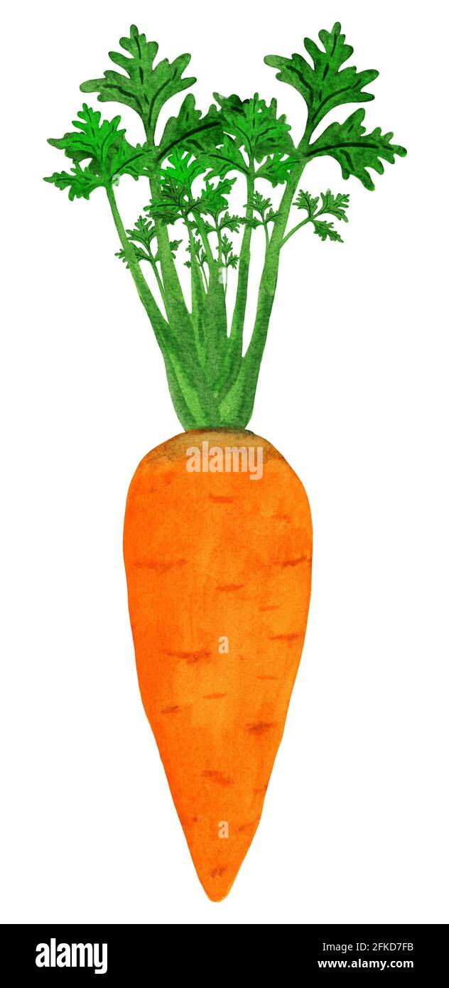 Orange carrot isolated with halm Stock Photo