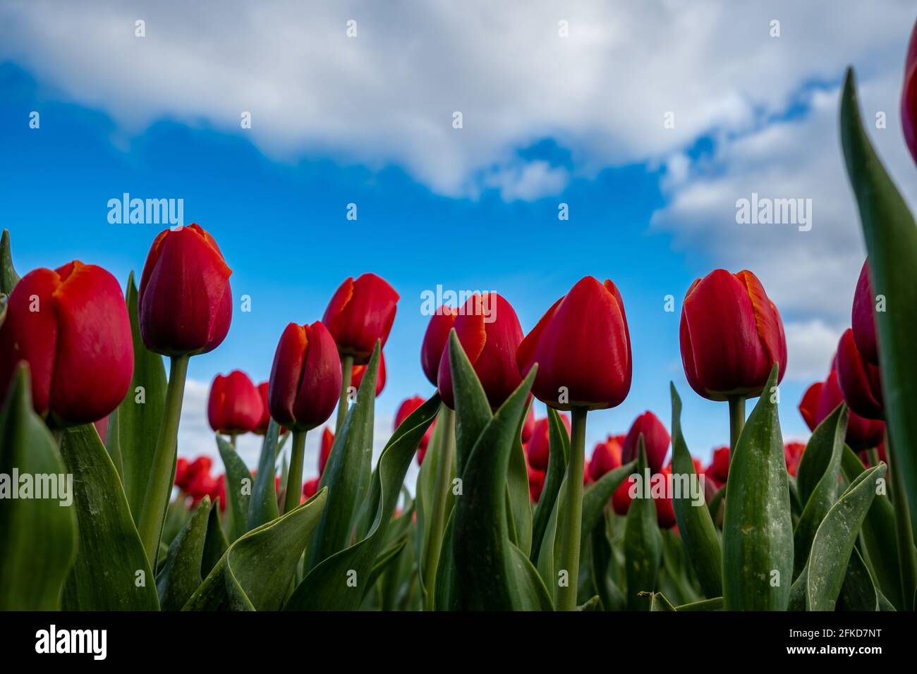 Aerial view of bulb-fields in springtime, colorful tulip fields in the ...