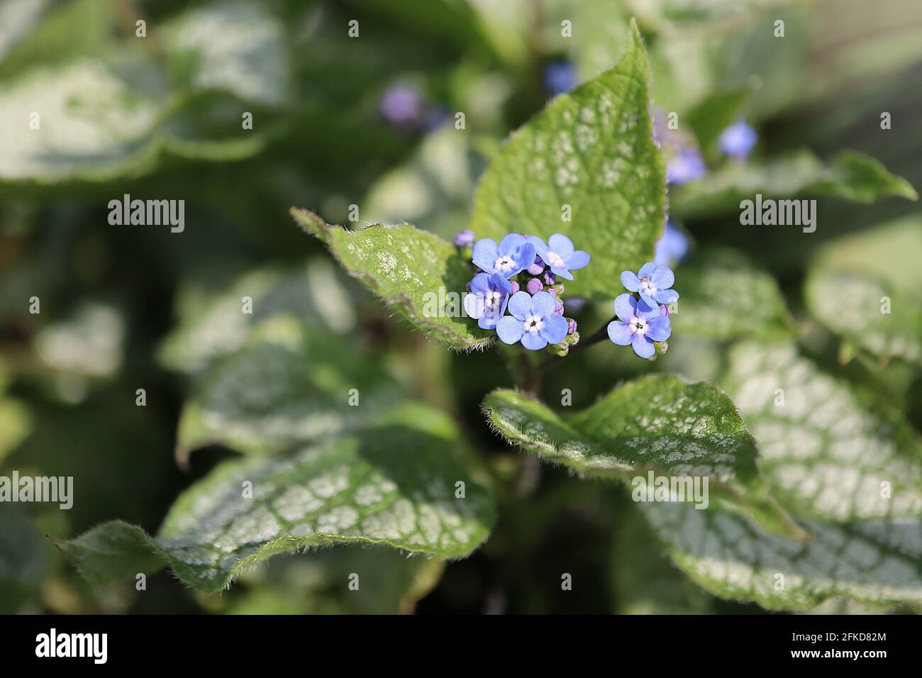 Brunnera macrophylla ‘Jack Frost’ Great Forget-me-not Jack Frost – sprays of vivid blue flowers and green gold heart-shaped leaves, April, England, UK Stock Photo