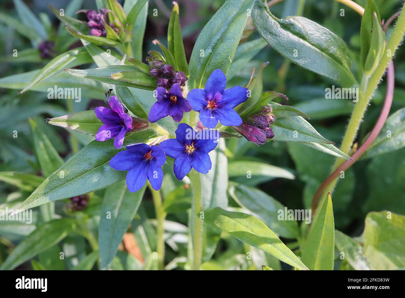 Lithospermum purpurocaeruleum Buglossoides purpurocaeruleum Creeping gromwell – vivid blue and purple flowers and lance-shaped leaves,  April, England Stock Photo