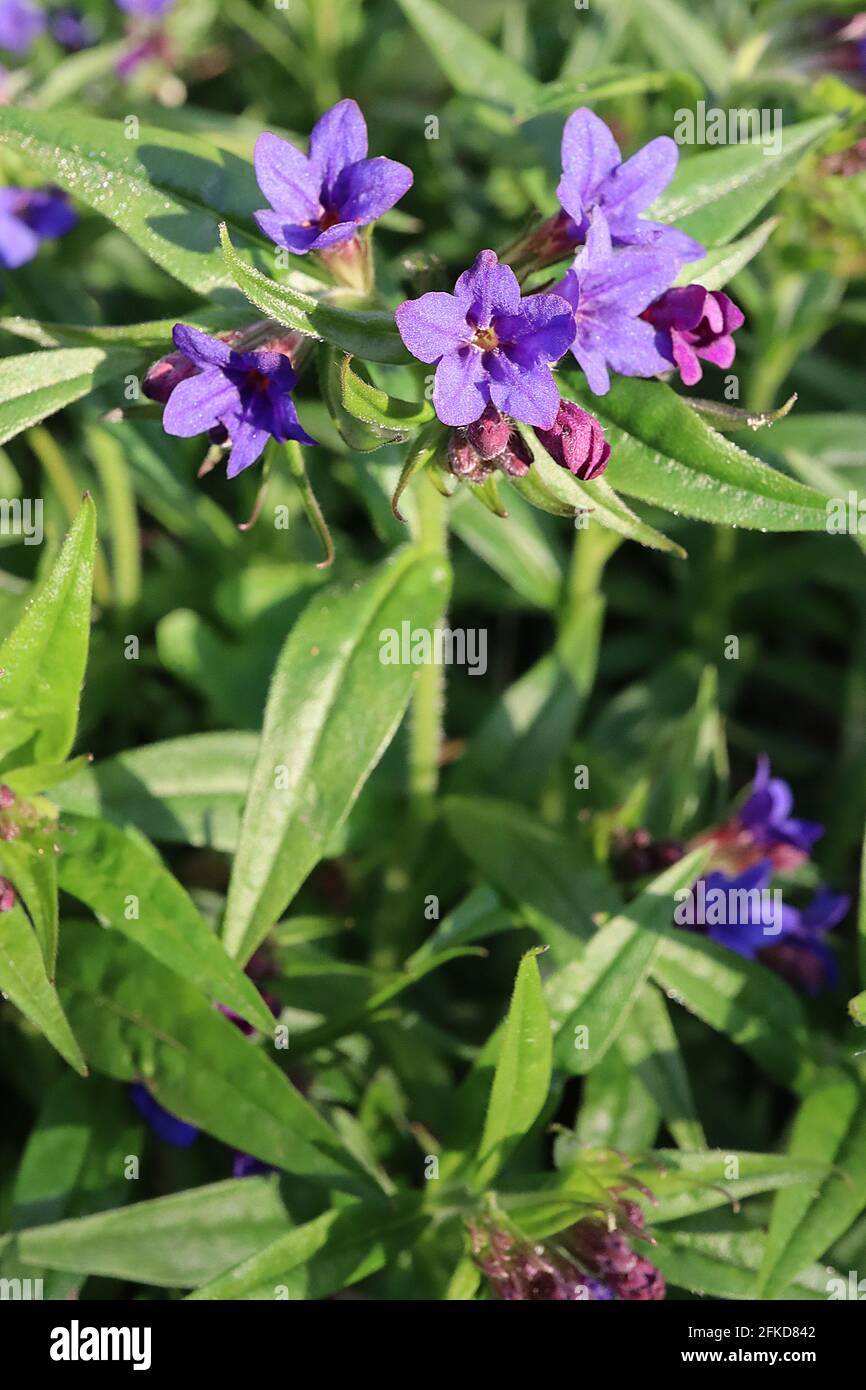 Lithospermum purpurocaeruleum Buglossoides purpurocaeruleum Creeping gromwell – vivid blue and purple flowers and lance-shaped leaves,  April, England Stock Photo