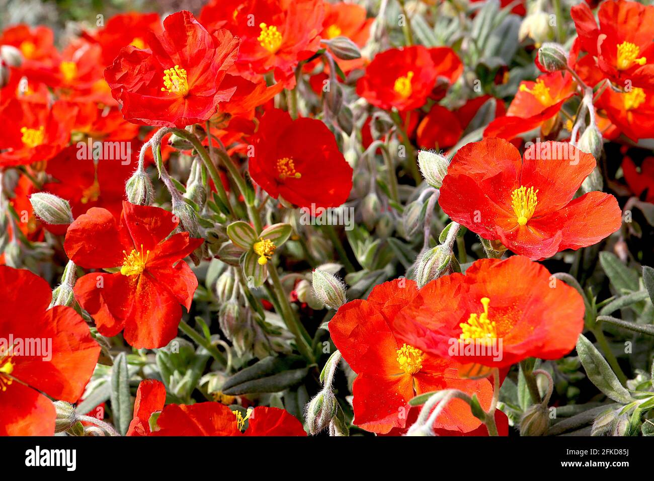 Helianthemum nummularium ‘Henfield Brilliant’ rock rose Henfield Brilliant – scarlet red orange flowers and hairy grey green leaves,  April, England, Stock Photo
