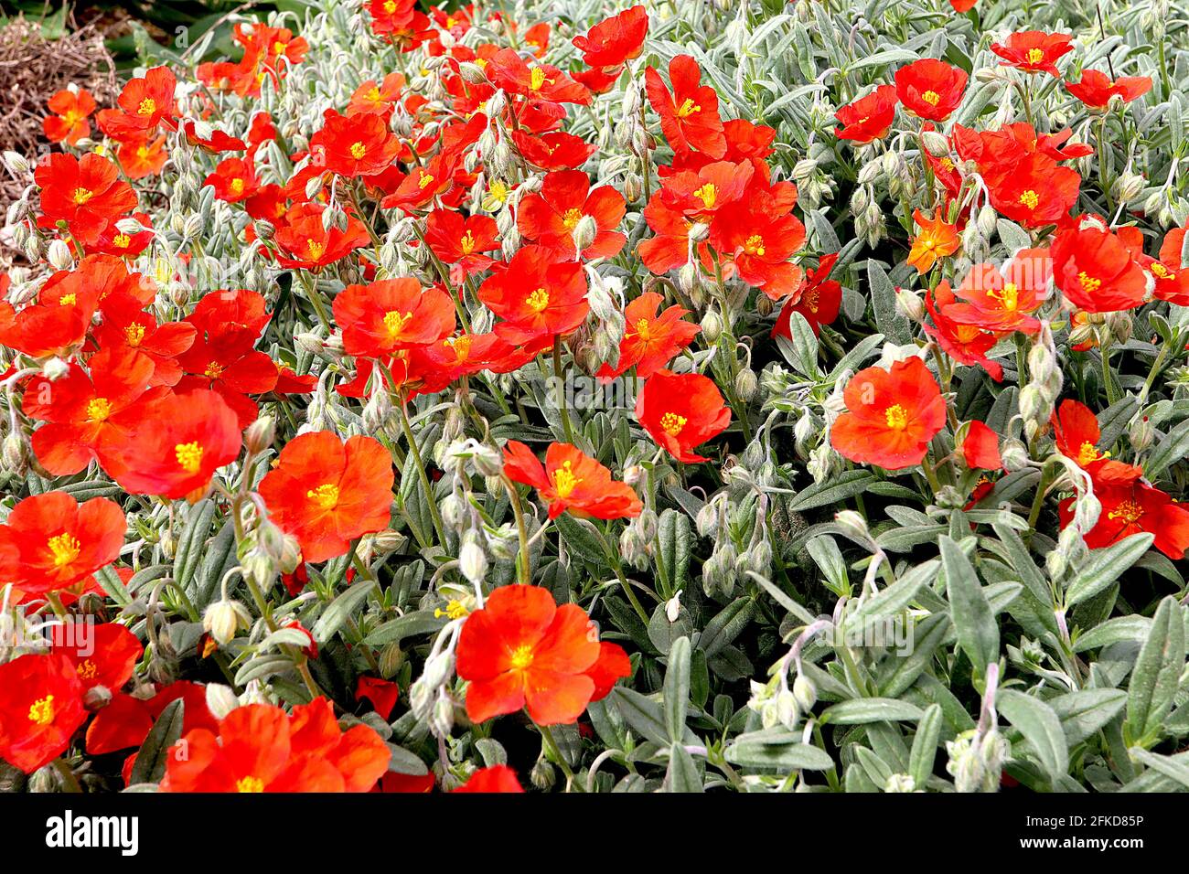 Helianthemum nummularium ‘Henfield Brilliant’ rock rose Henfield Brilliant – scarlet red orange flowers and hairy grey green leaves,  April, England, Stock Photo