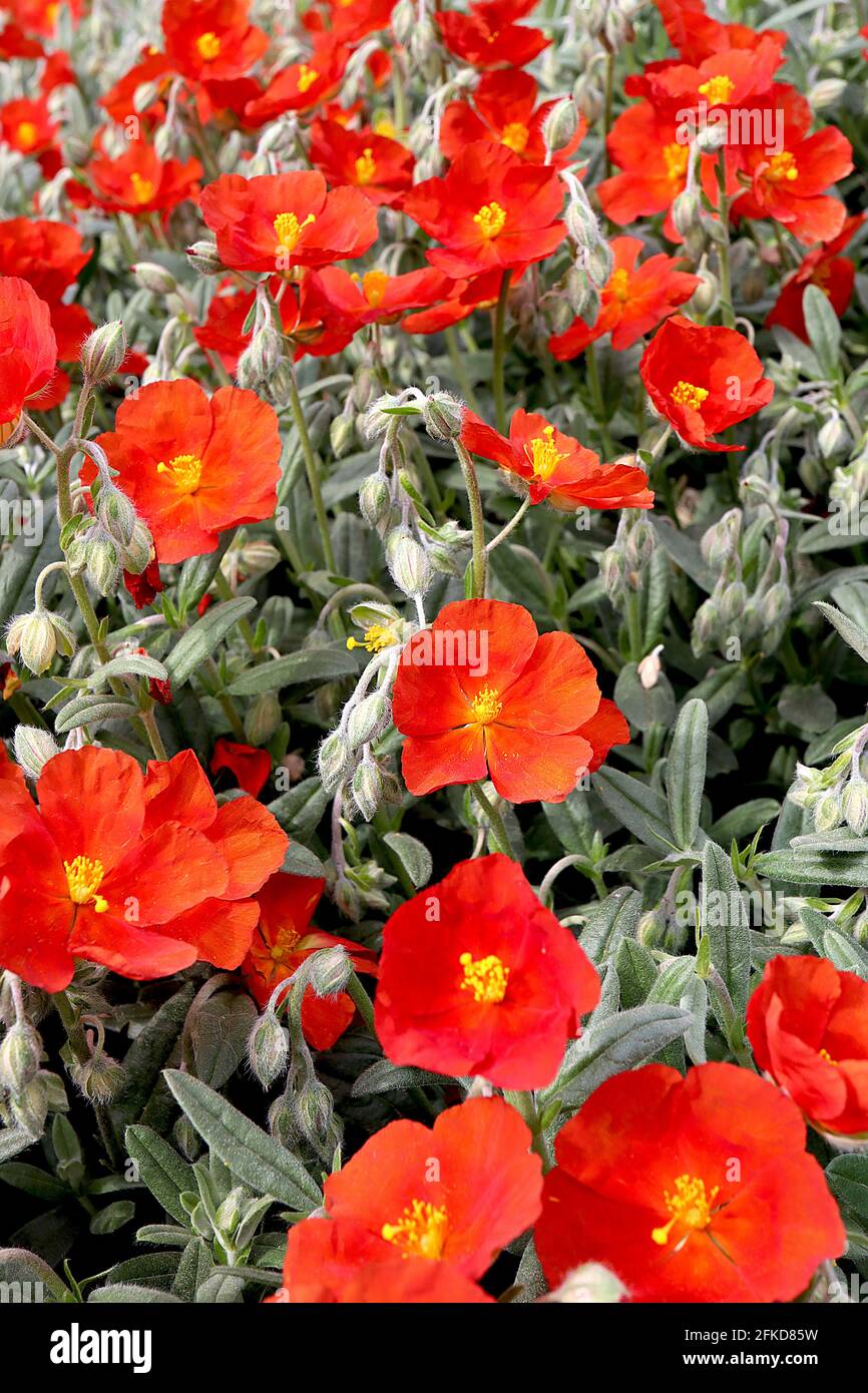Helianthemum nummularium ‘Henfield Brilliant’ rock rose Henfield Brilliant – scarlet red orange flowers and hairy grey green leaves,  April, England, Stock Photo