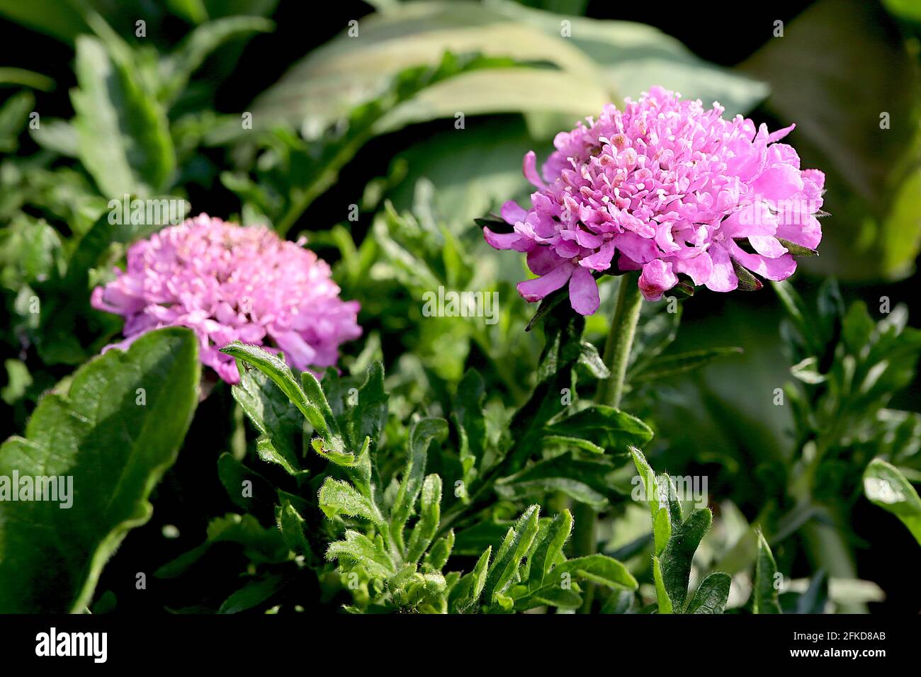 Scabiosa columbaria ‘Pink Mist’ Scabious Pink Mist – pink pincushion flower with bending stem, April, England, UK Stock Photo