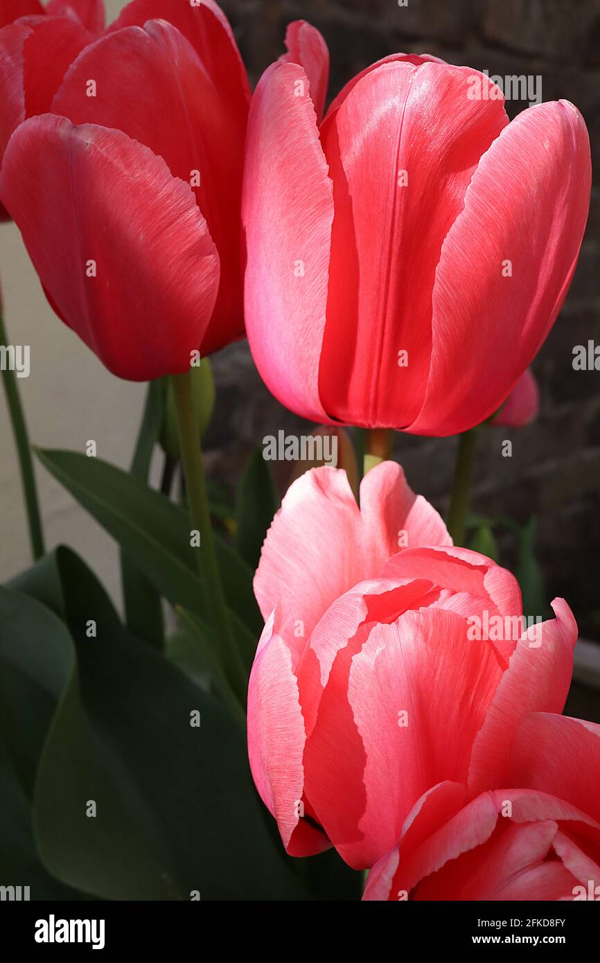 Tulipa ‘Jumbo Pink’  Triumph tulip 3 Jumbo Pink tulip – giant deep pink flowers, fine white margins,  April, England, UK Stock Photo