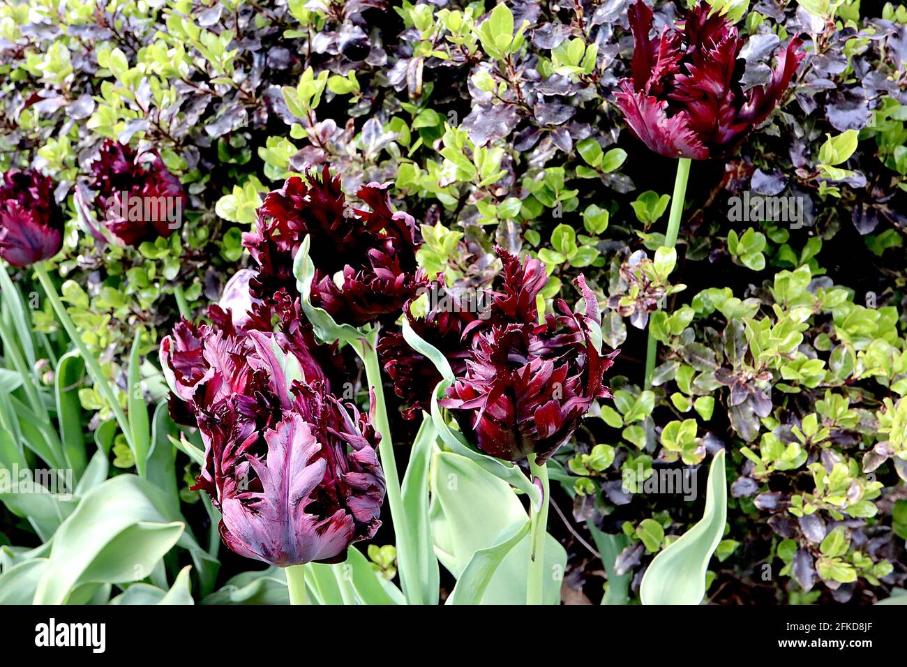 Tulipa gesneriana var dracontia ‘Black Parrot’  Parrot 10 Black Parrot tulip - twisted black purple petals, magenta margins, faint green flames, April Stock Photo