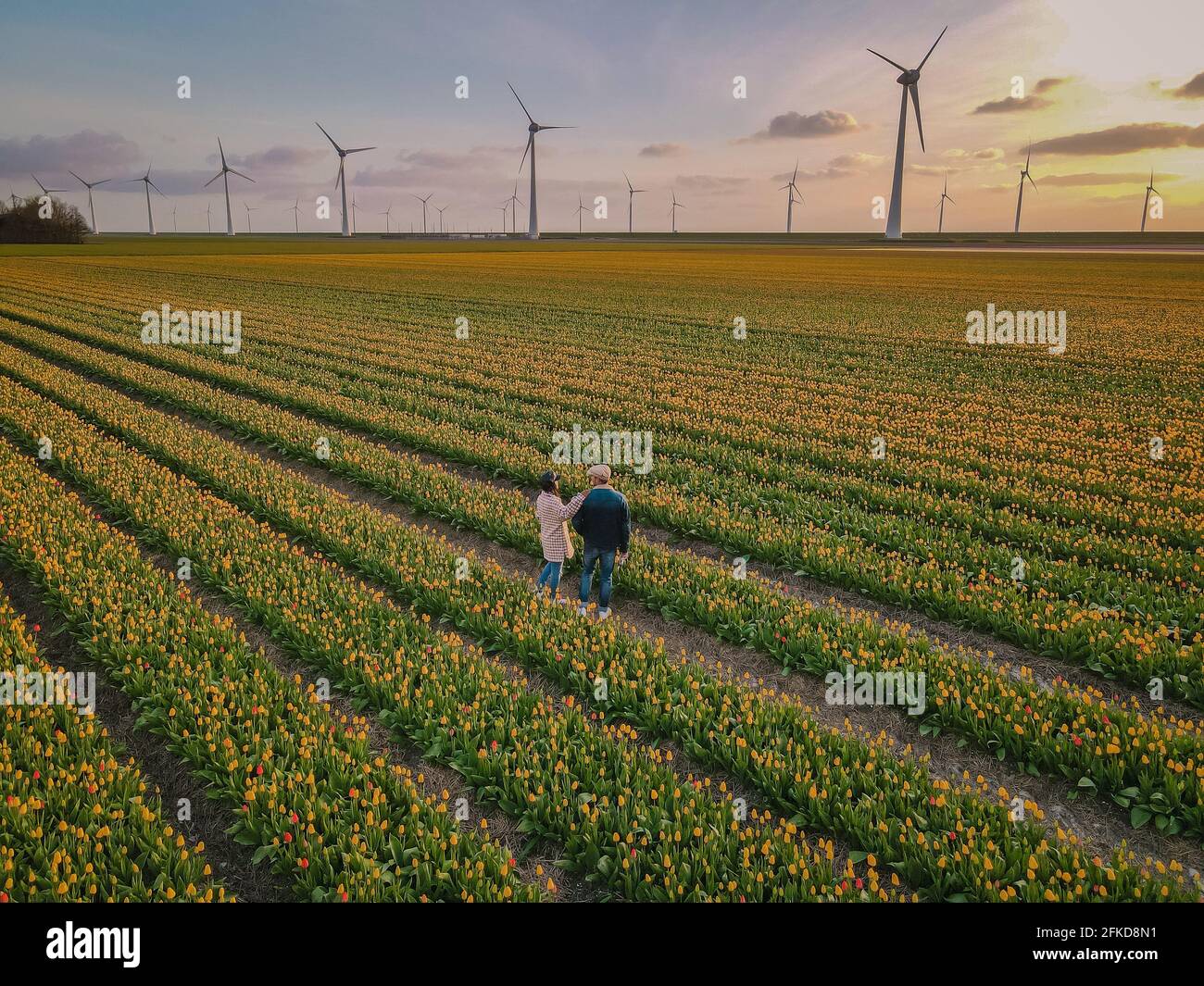 Aerial view of bulb-fields in springtime, colorful tulip fields in the ...