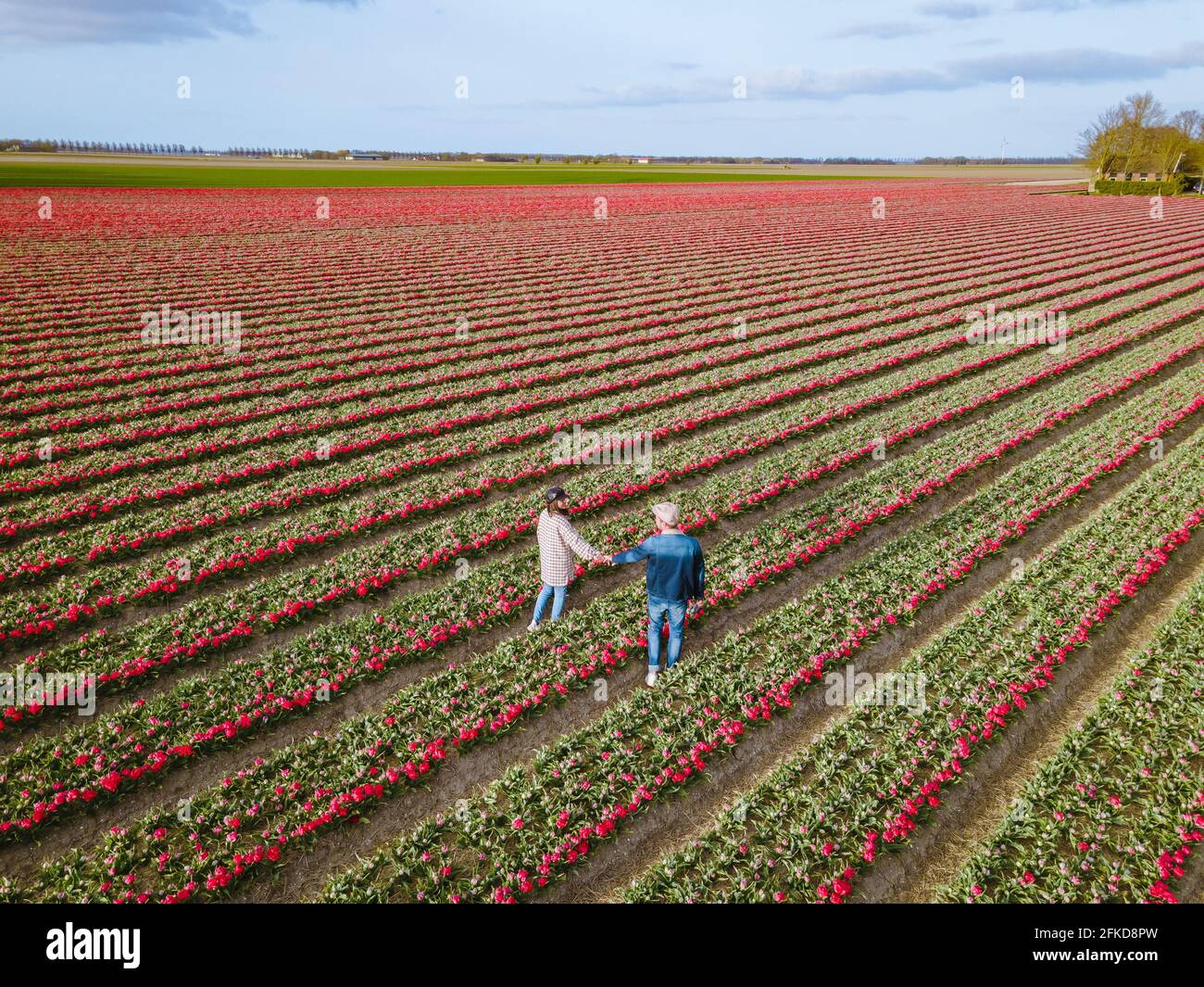 Aerial view of bulb-fields in springtime, colorful tulip fields in the ...